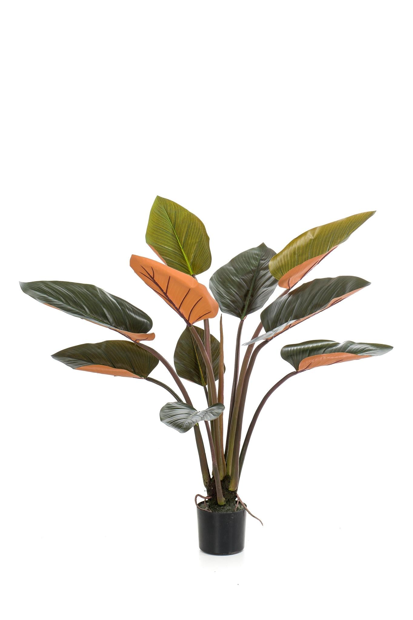 Künstlerischer Philodendron