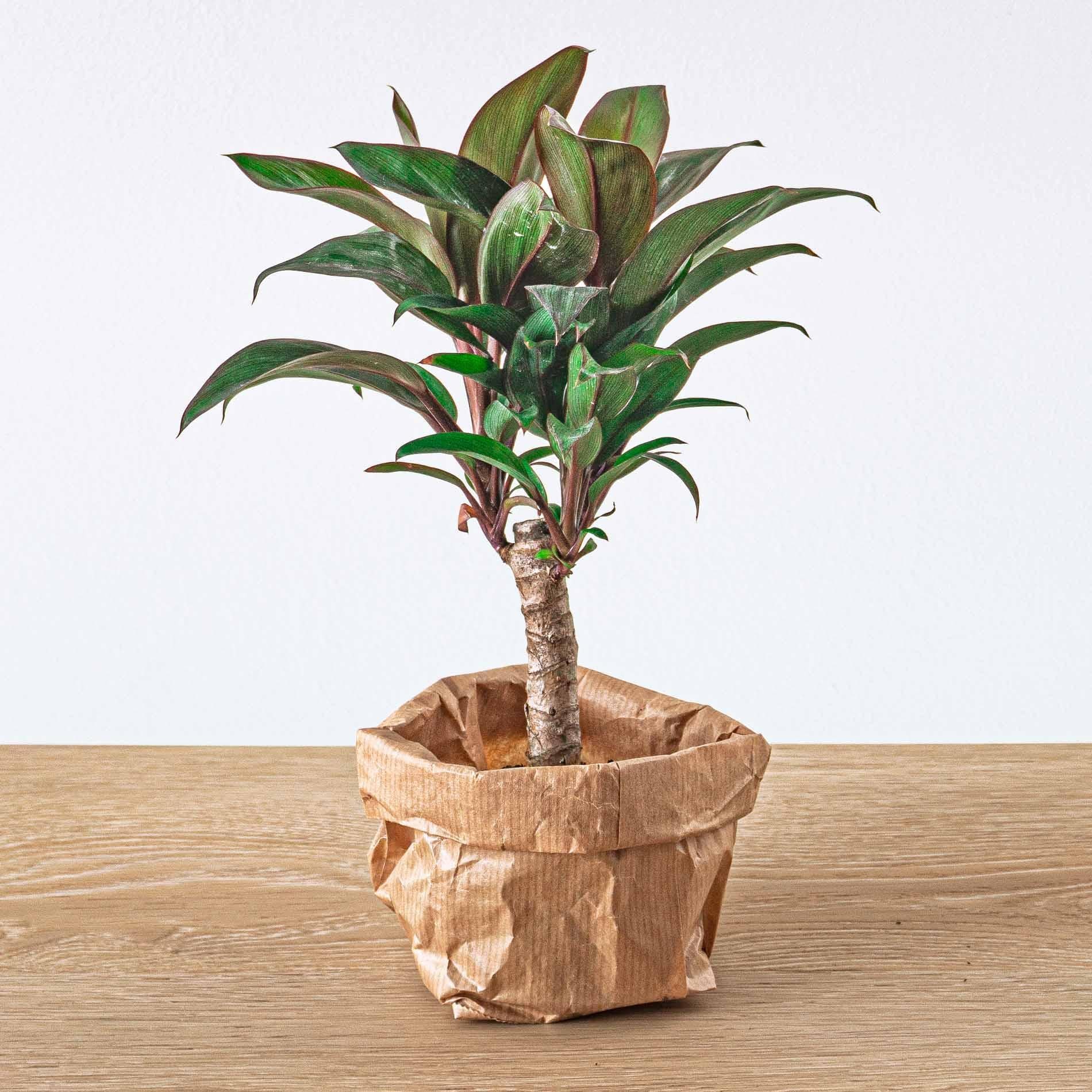 Pack de Plantas para Terrário
