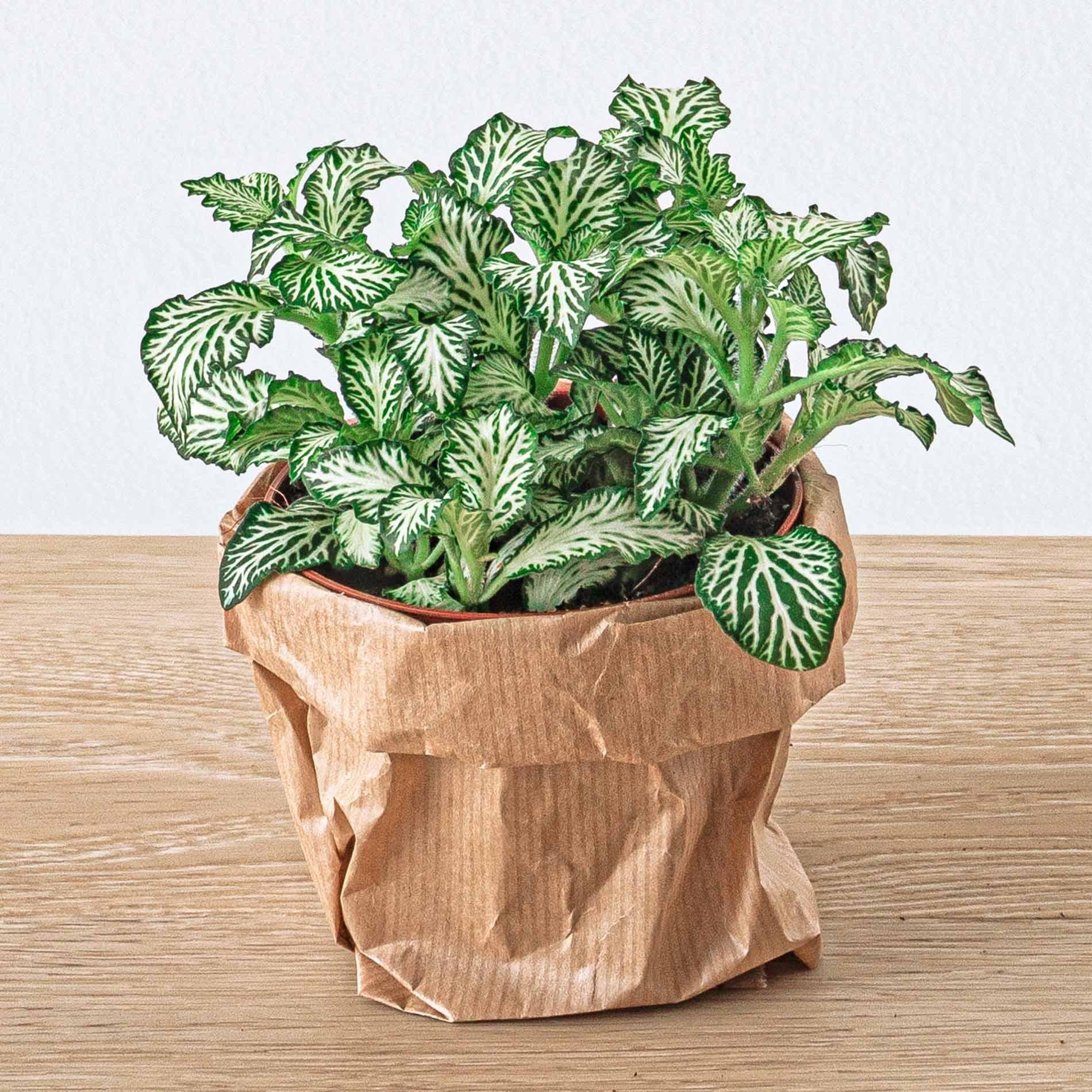 Pack de Plantas para Terrário