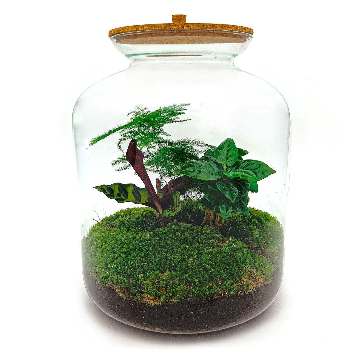 Terrario de plantas Lukas