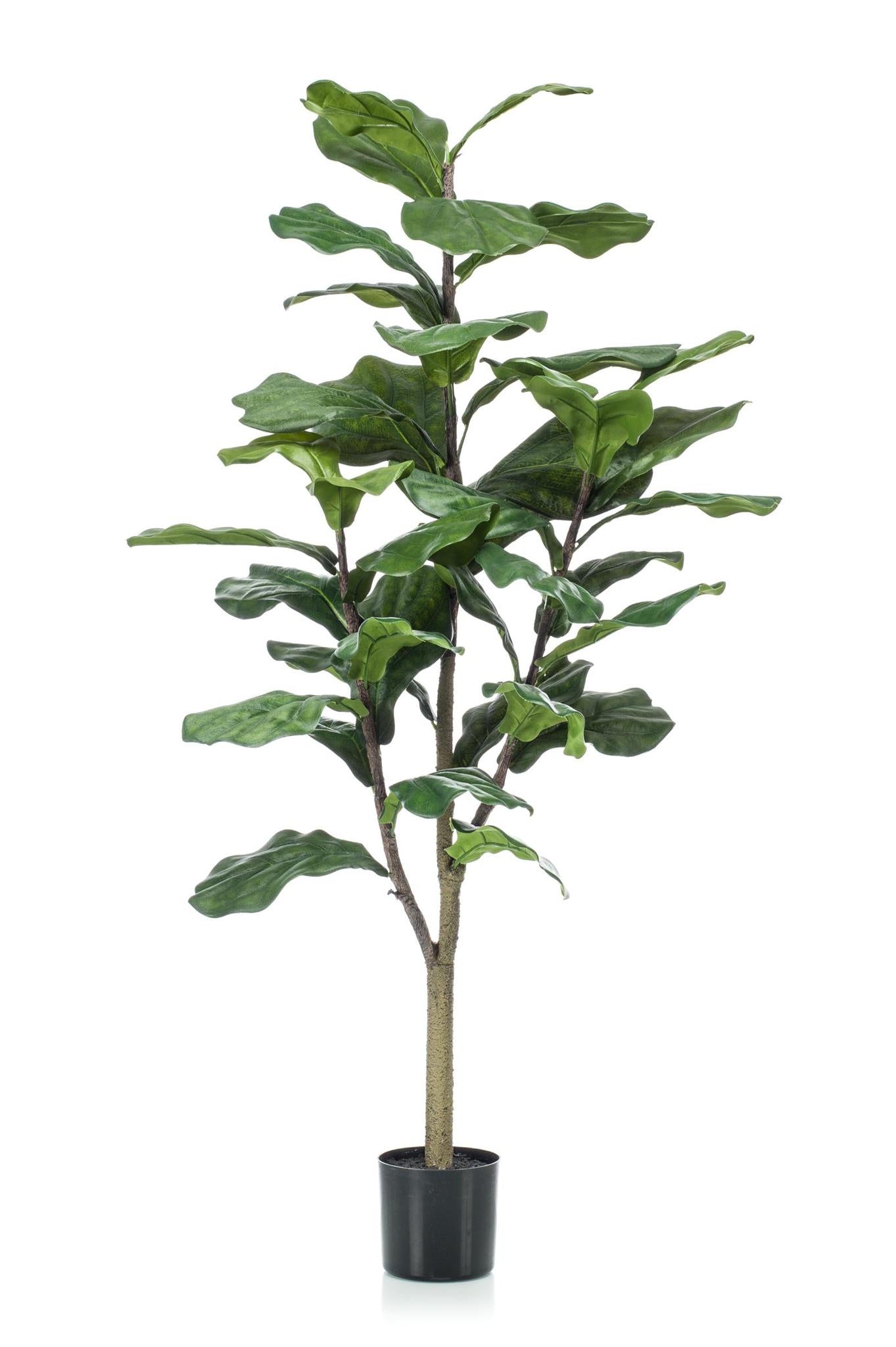 Künstlerischer Ficus Lyrata (Geigenfeige)