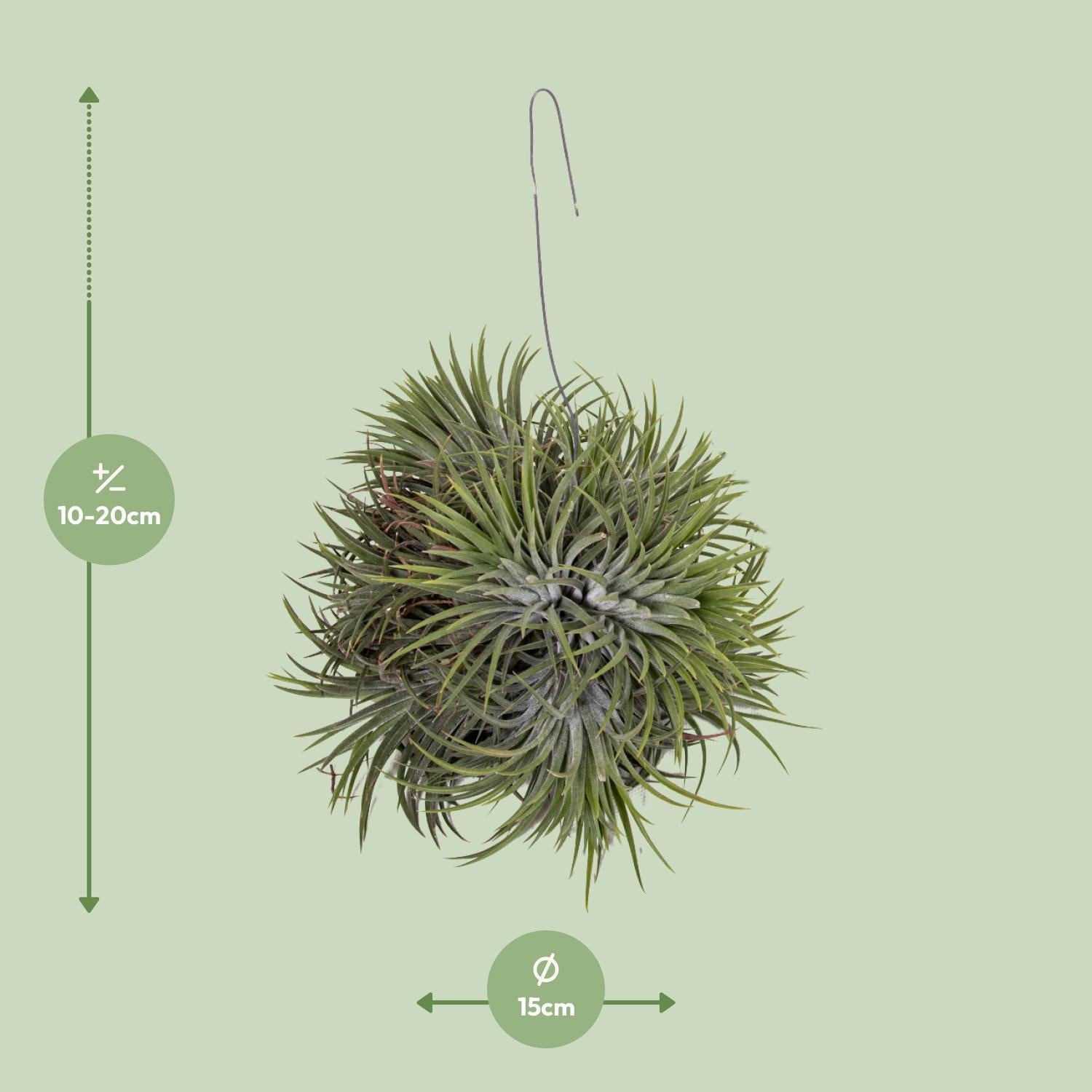 Tillandsia Ionantha kaufen