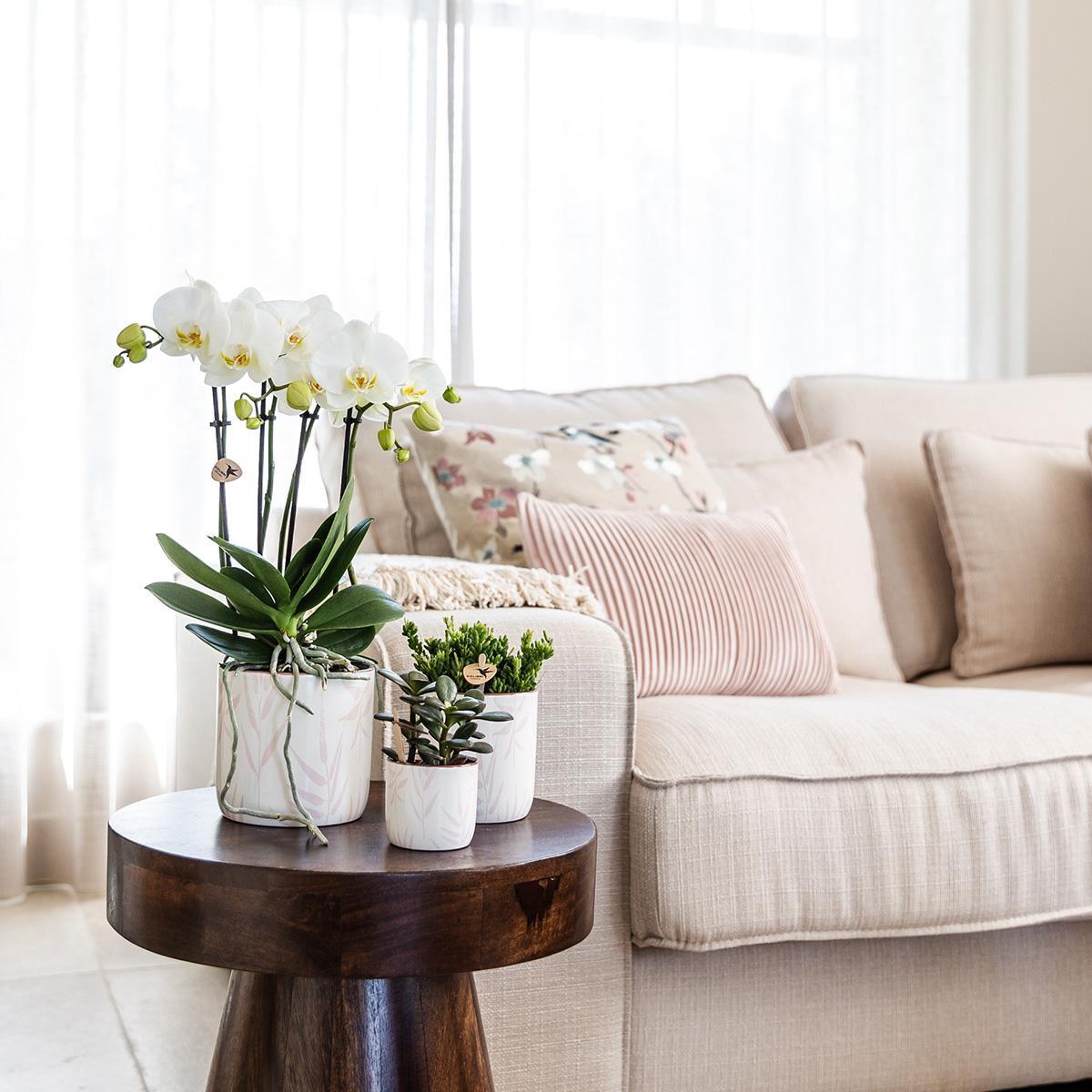 Weiße Phalaenopsis Orchidee + Topf