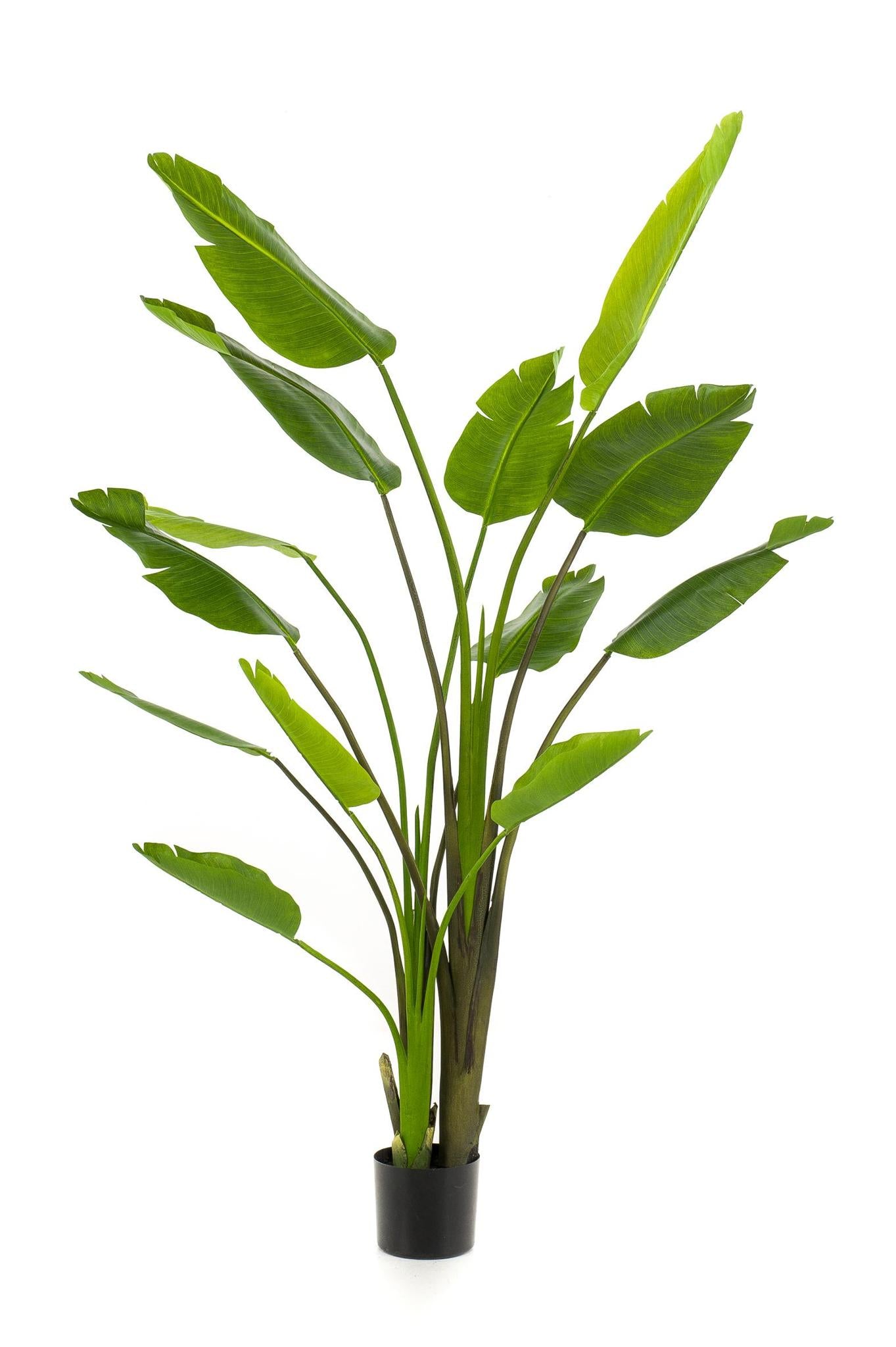 Künstlerische Strelitzia Nicolai