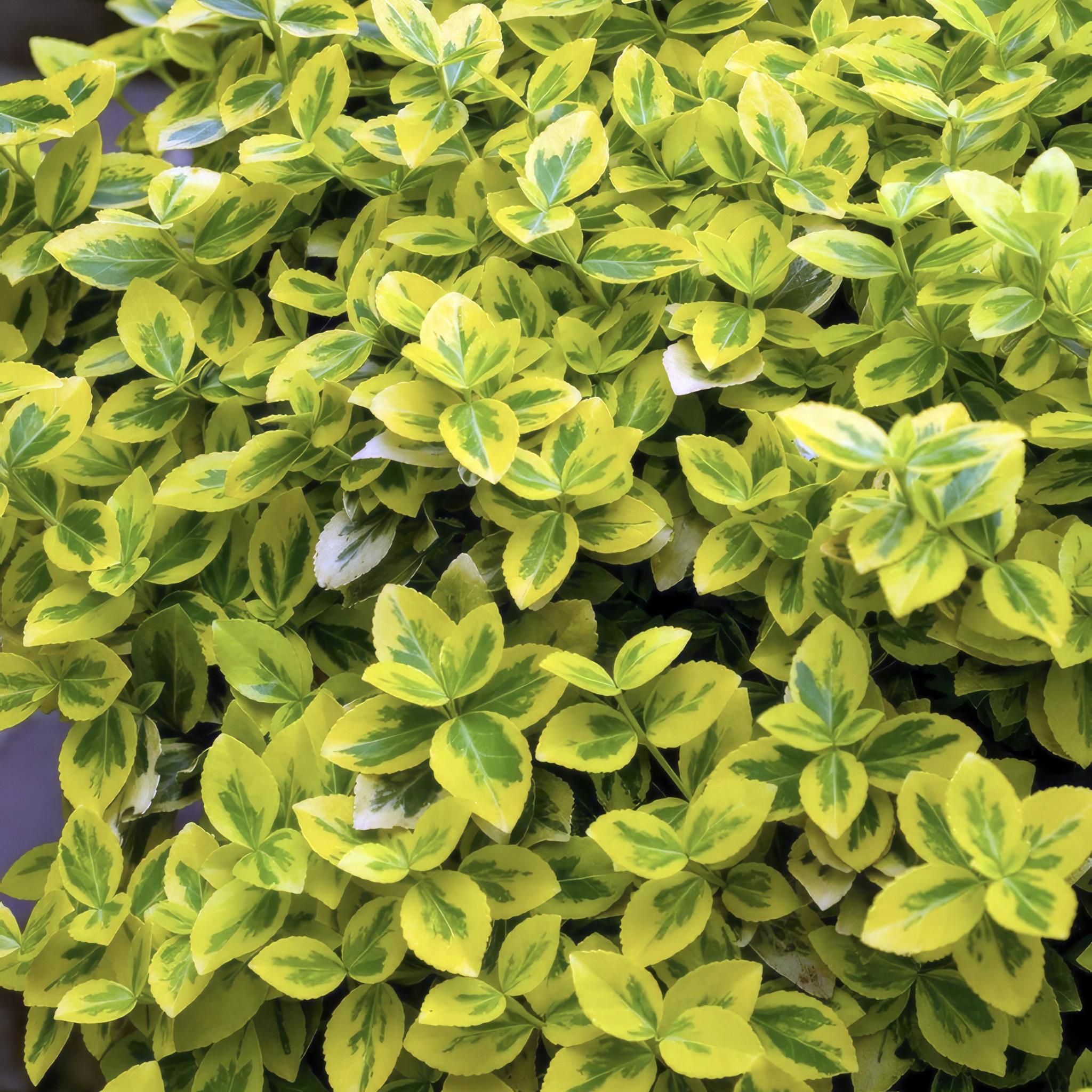 Kriech-Spindelstrauch - Euonymus Fortunei 'Emerald'n Gold'