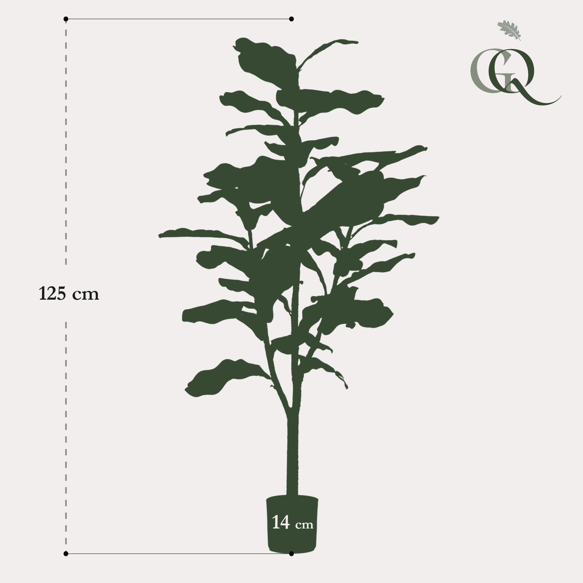 Künstlerischer Ficus Lyrata (Geigenfeige)