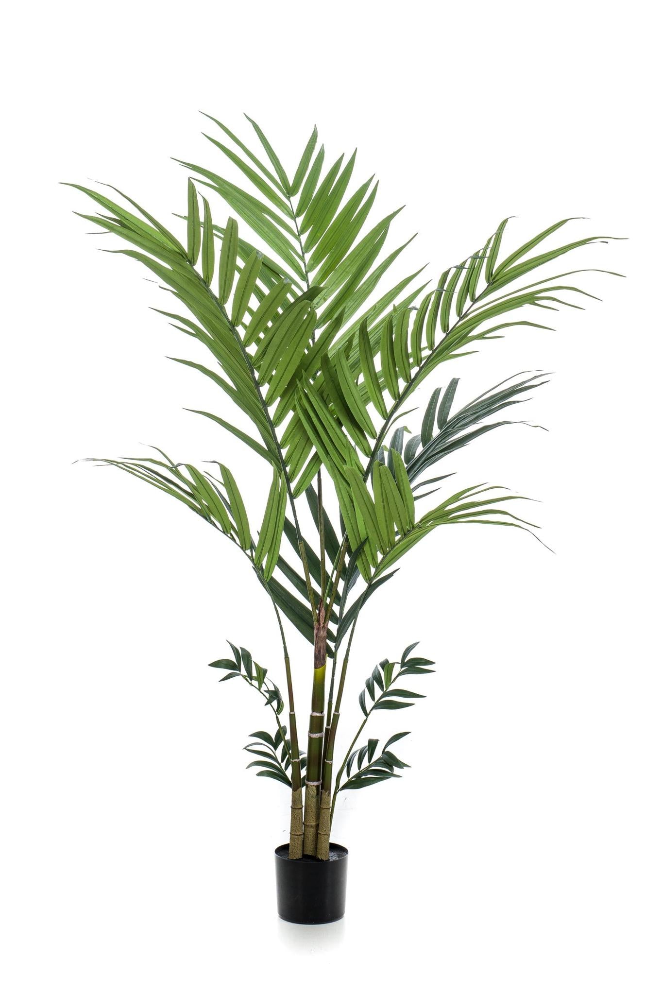 Kentia-Palmen