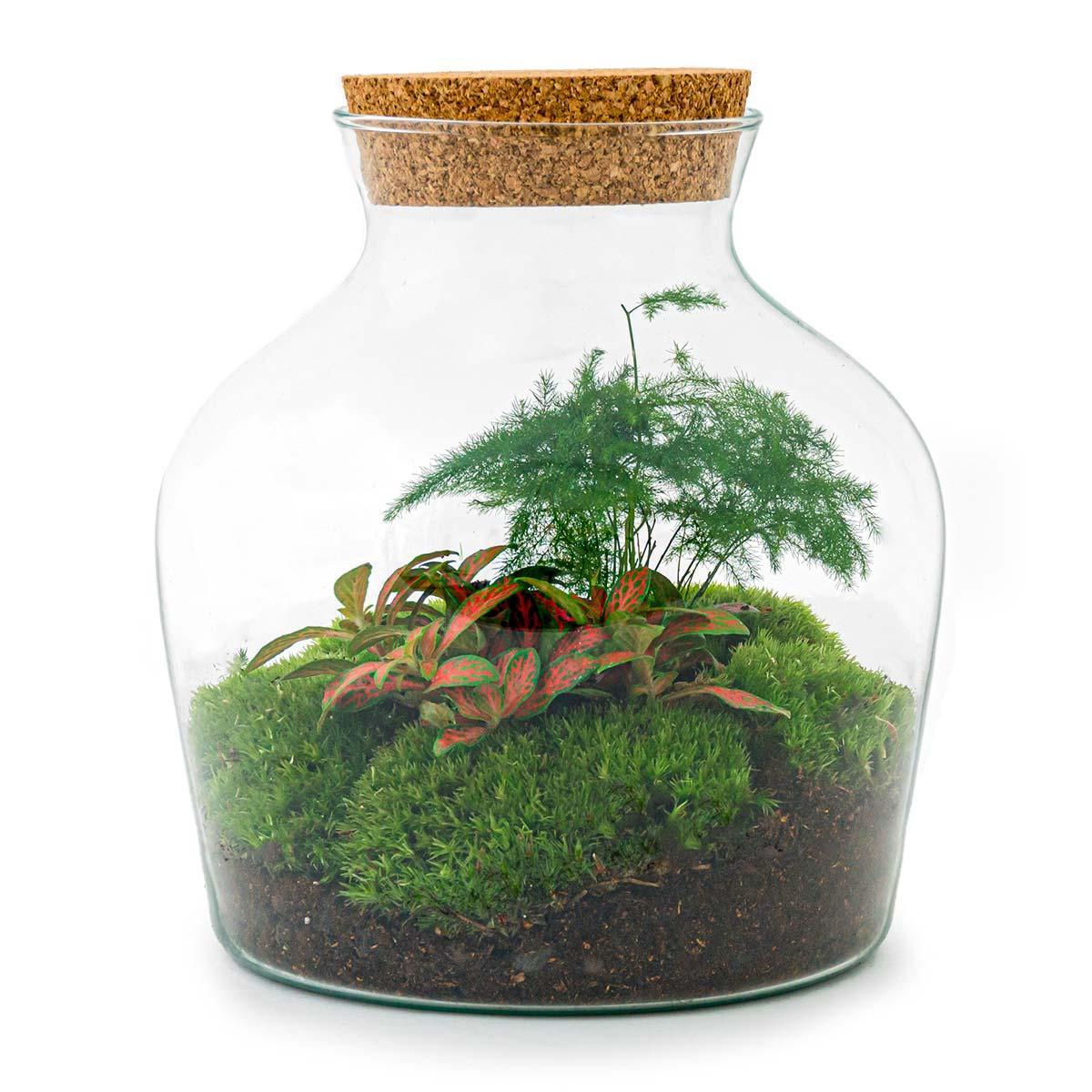 Terrarium Petit Joe