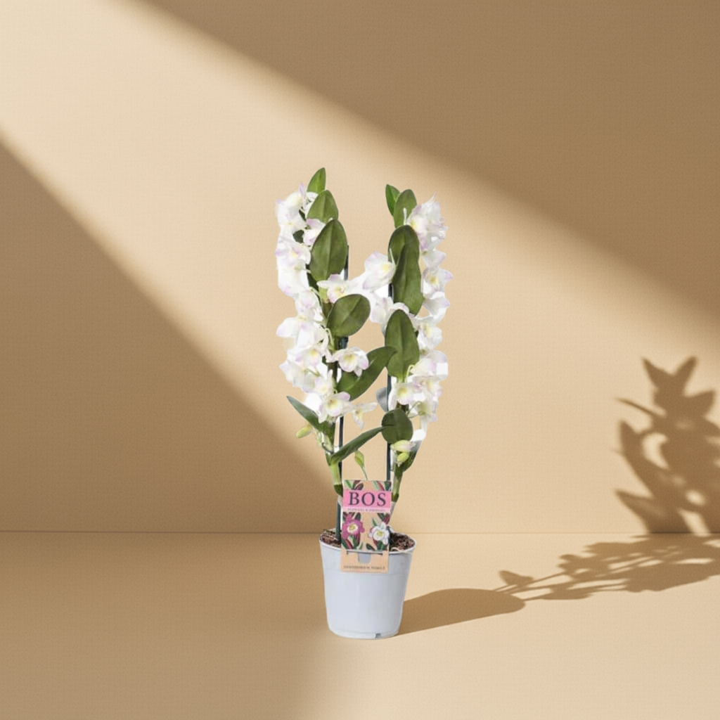 Dendrobium-Orchidee