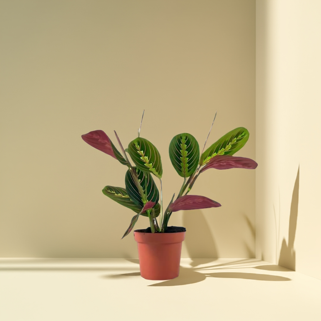 Maranta Leuconeura
