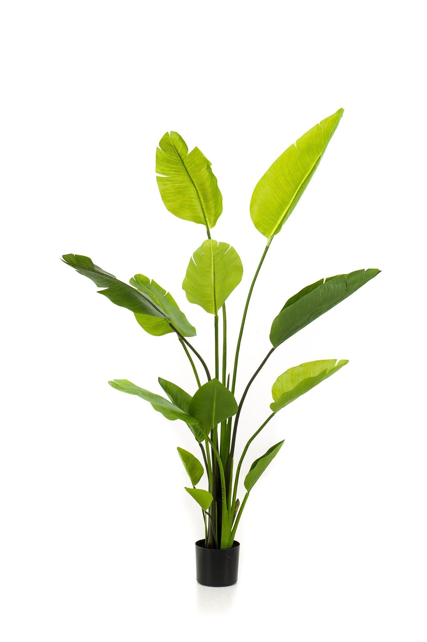 Künstlicher Strelitzia kaufen