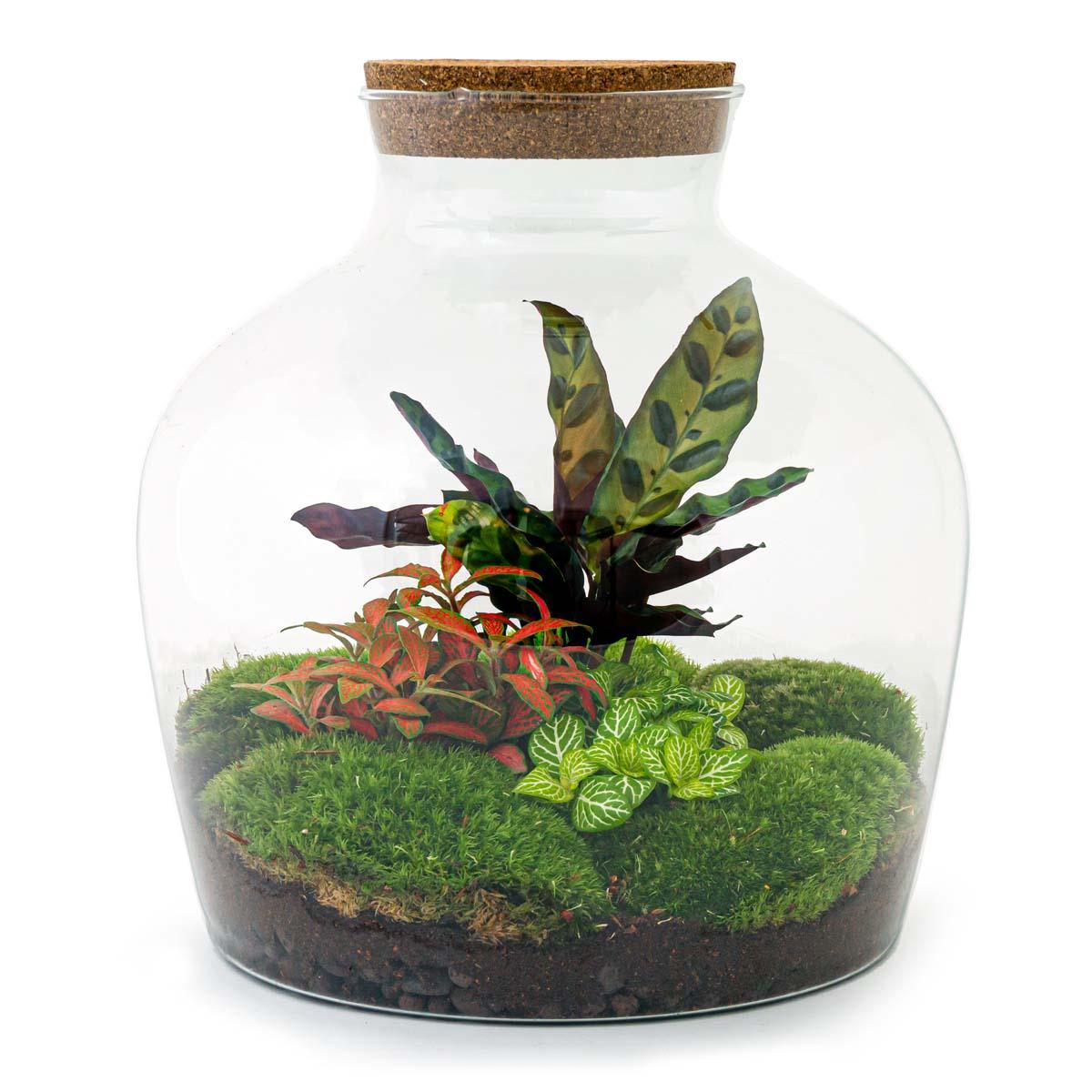Pflanzen Terrarium XL Kaufen