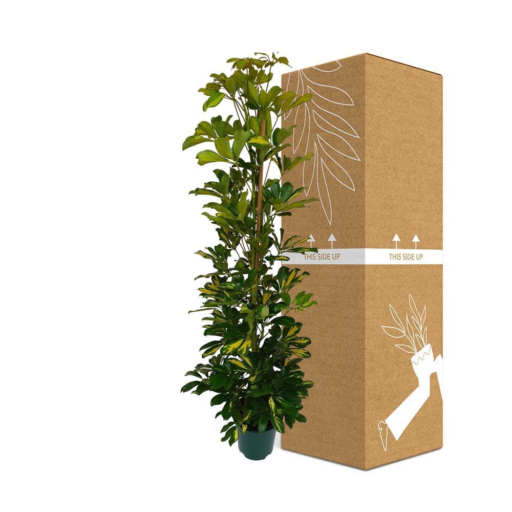 Schefflera bestellen