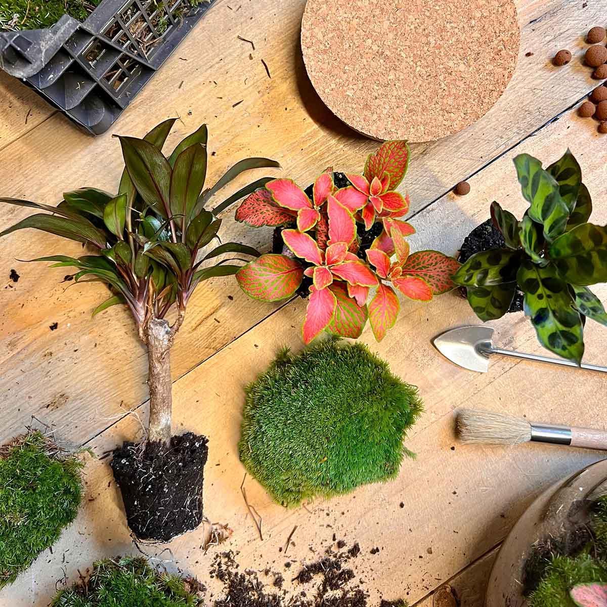 Pflanze Terrarium Palme