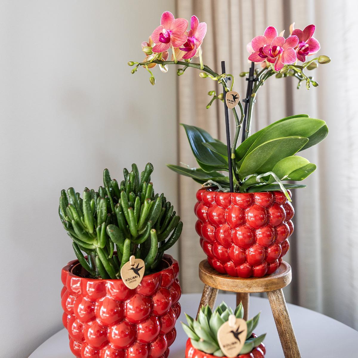 Orchideentop - Beere