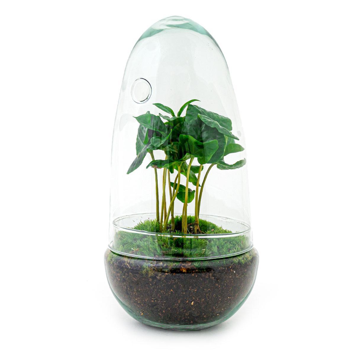 terrarium - Egg Coffea Arabica