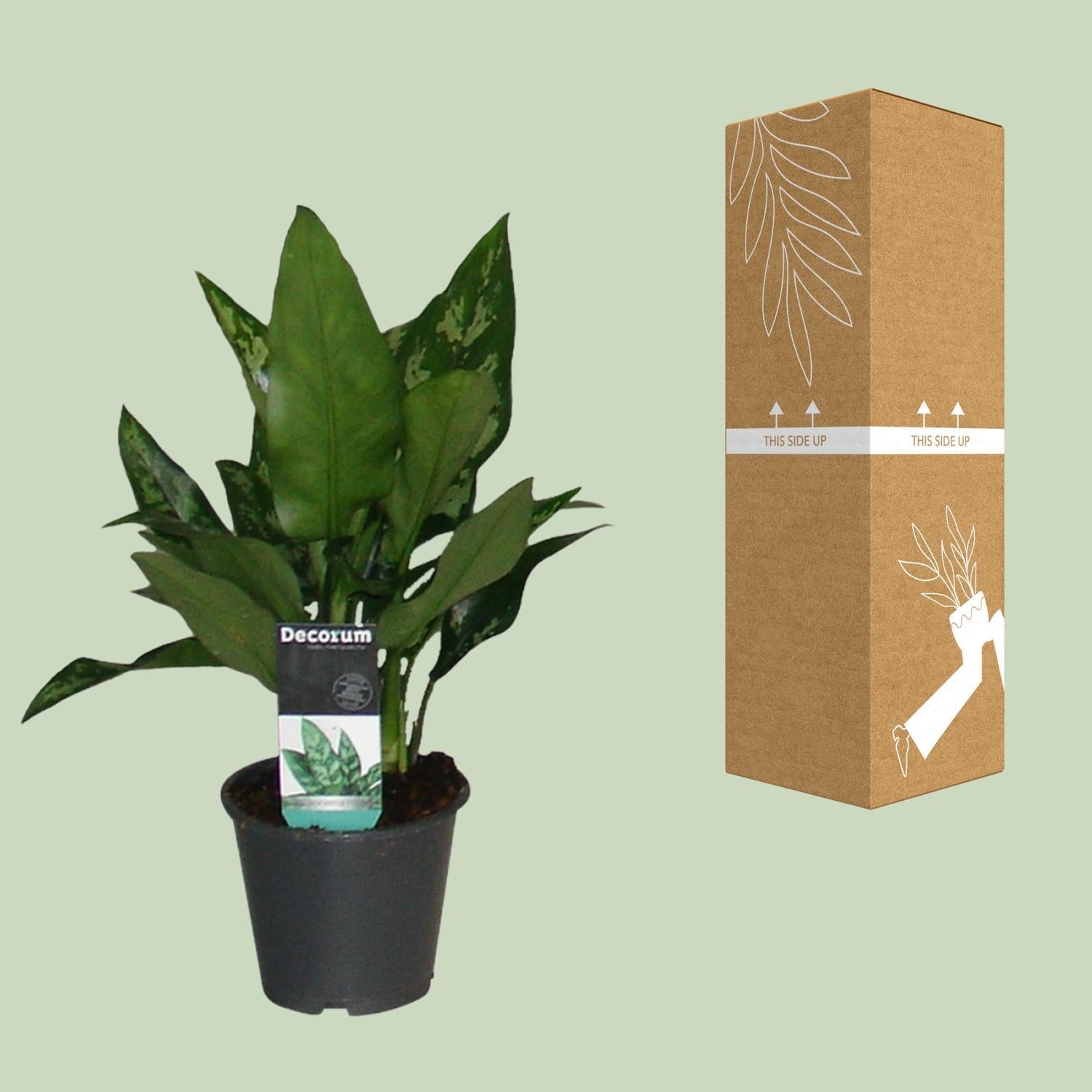 Aglaonema Maria online