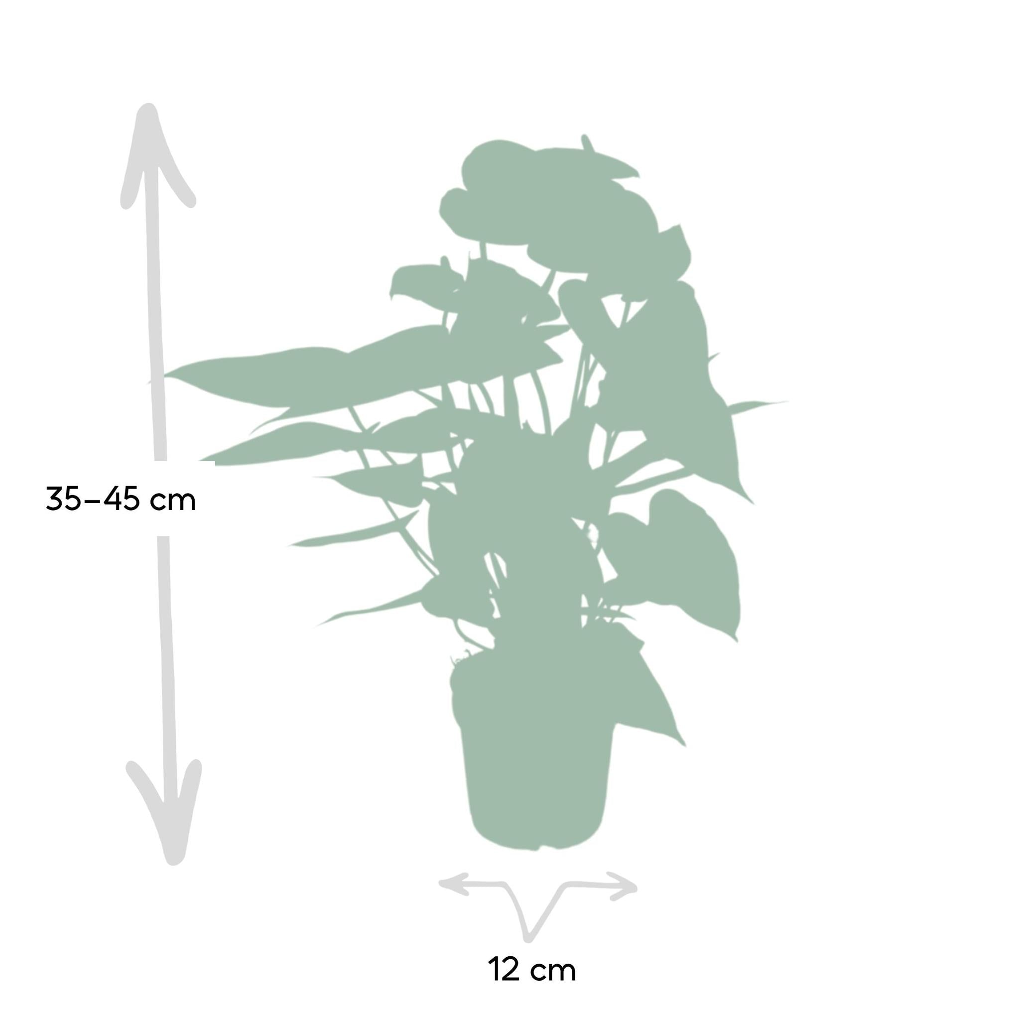 Anthurium Rot Bestellung