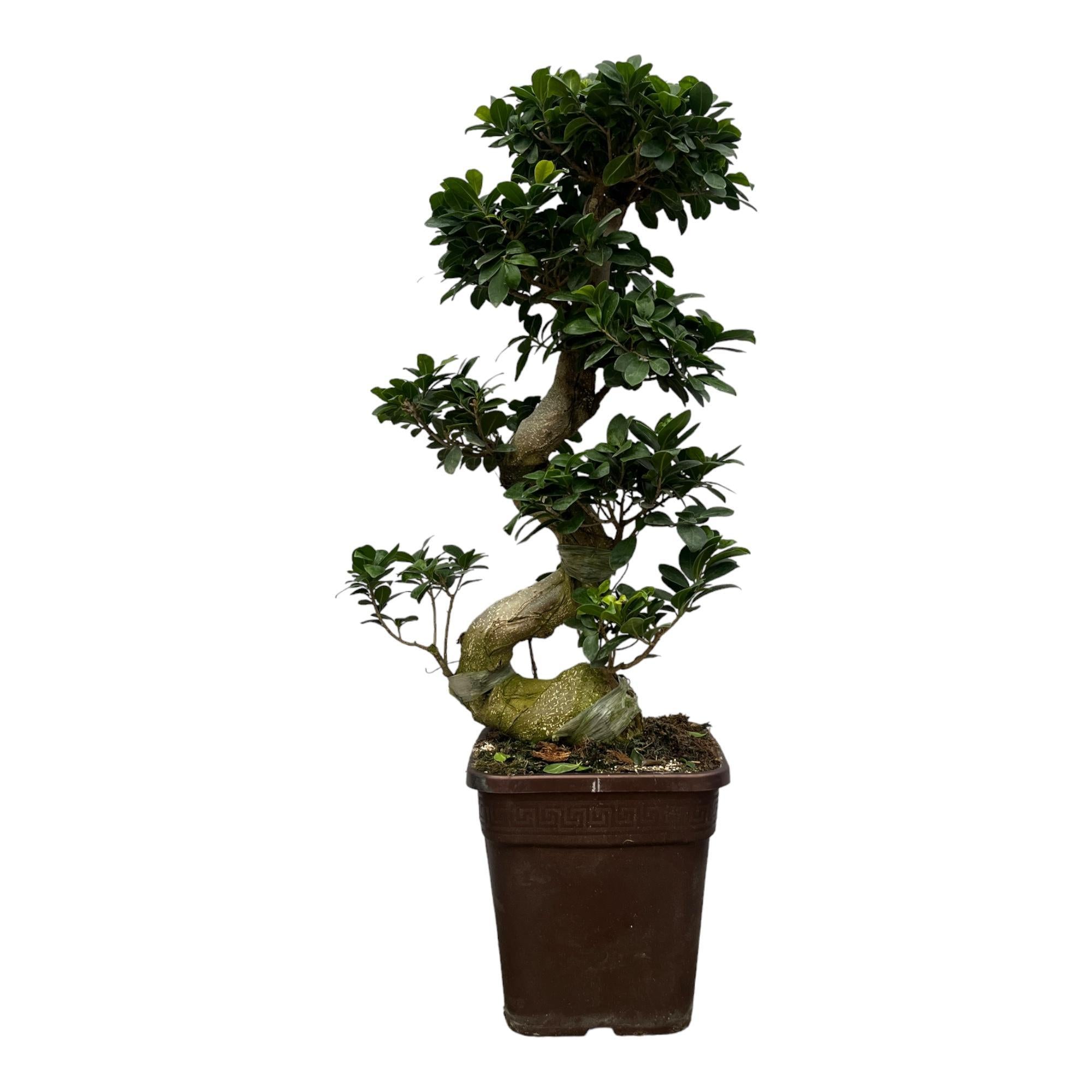 Ginseng Bonsai