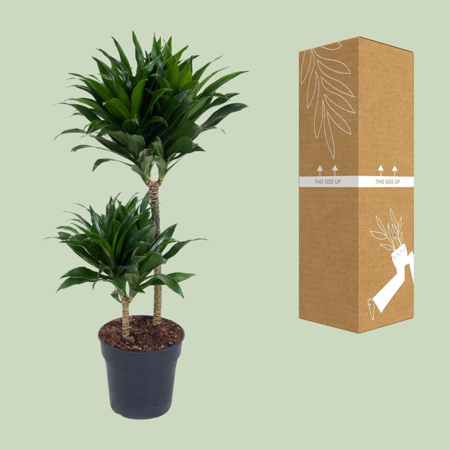 Dracaena Compacta bestellen