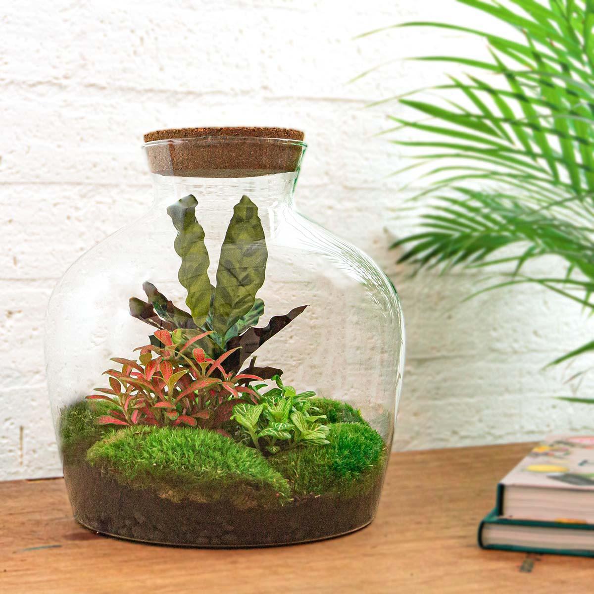 Pflanzen Terrarium XL bestellen