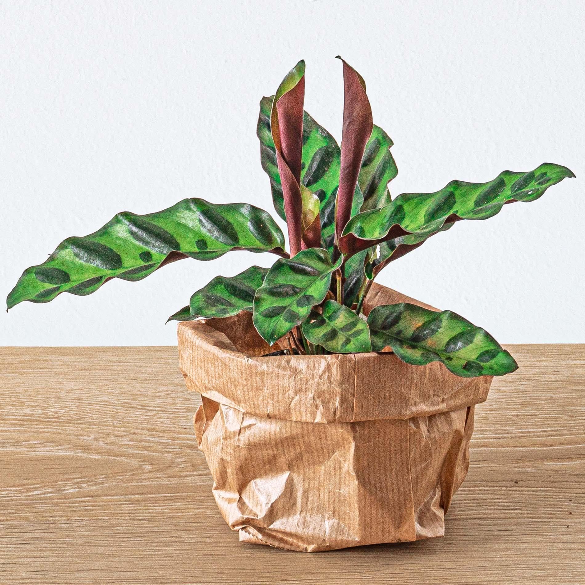 Calathea Lancifolia