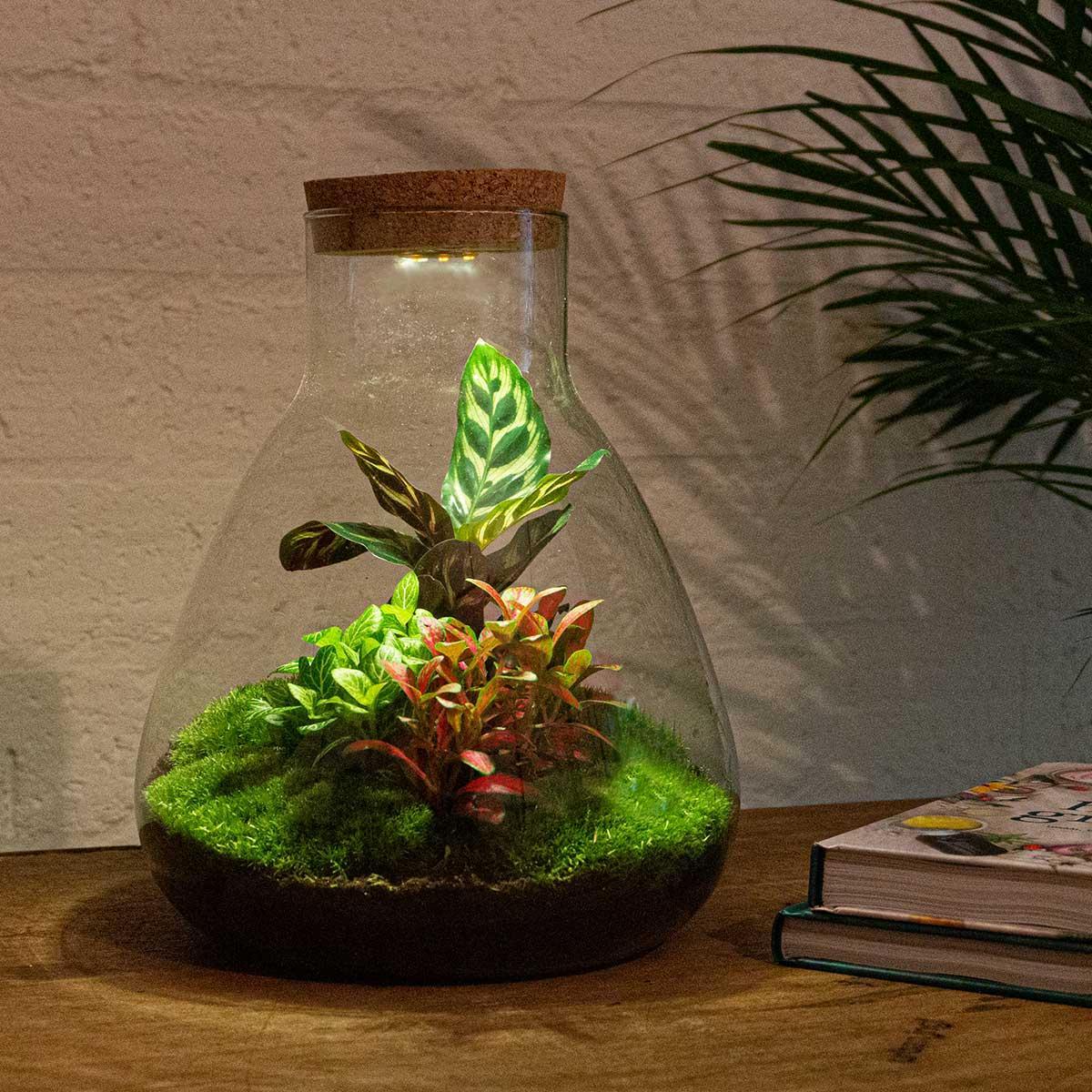 Terrarium Calathea mit Licht kaufen