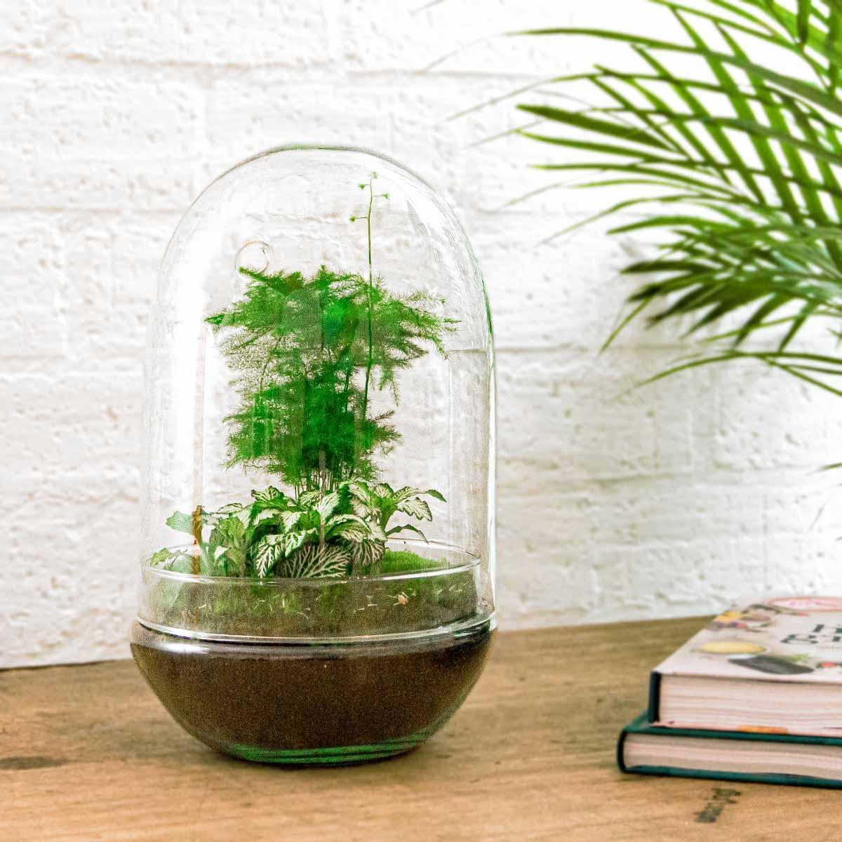Terrarium - Egg XL kaufen