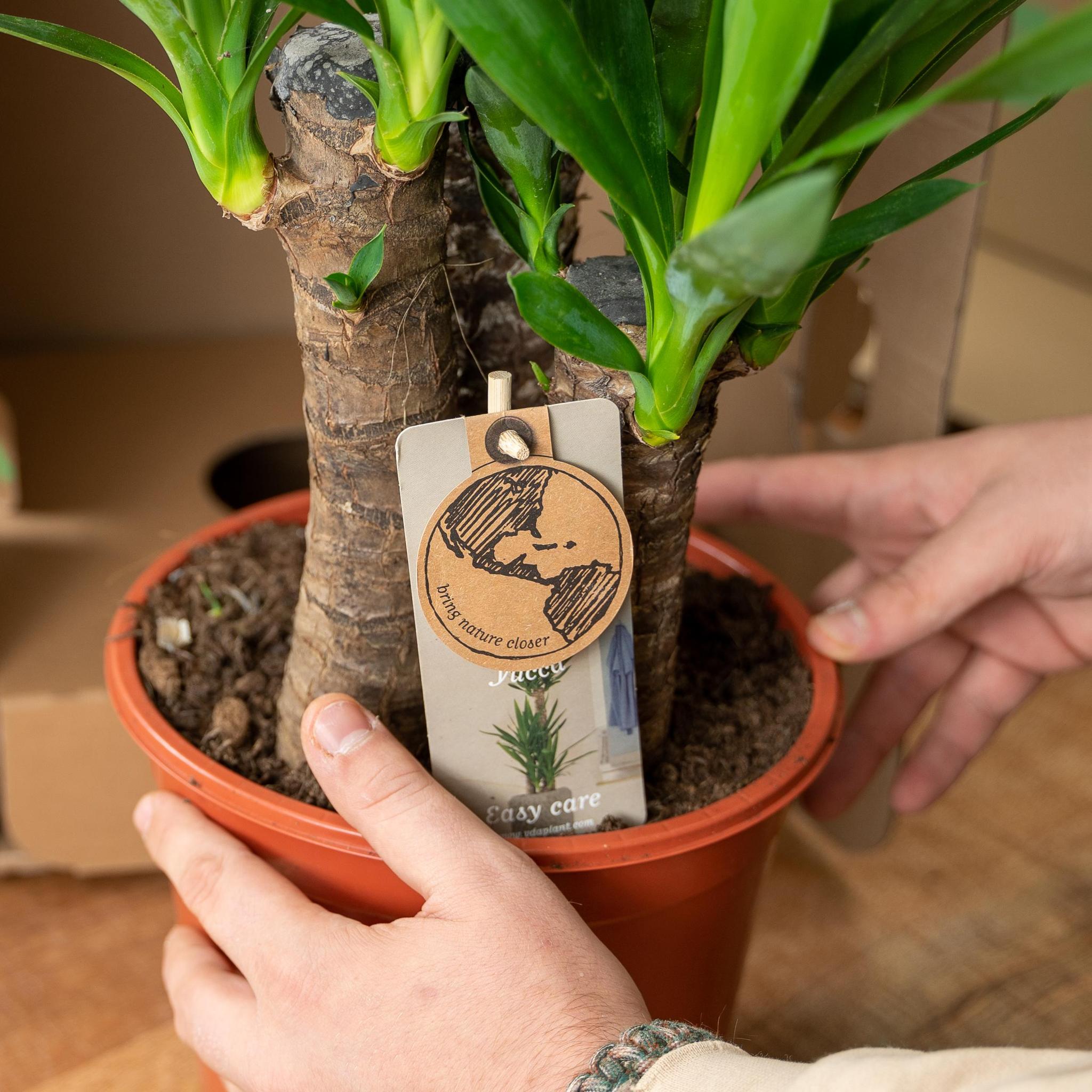 Yucca Mix Pflanze bestellen