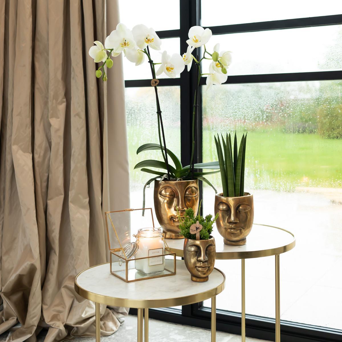 Geschenkset Face-2-Face Gold | Grünes Pflanzenset mit weißer Phalaenopsis-Orchidee und Rhipsalis