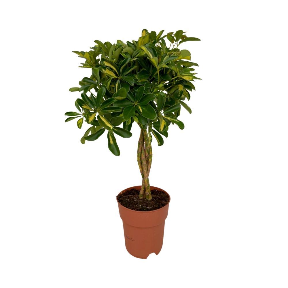 Strahlenaralie - Schefflera Gold Capella kaufen