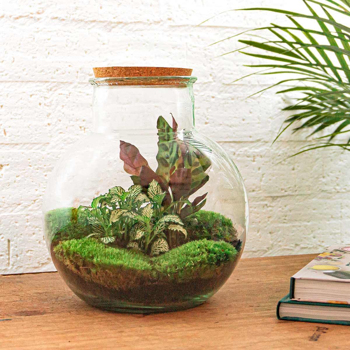 Terrarium - Teddy bestellen