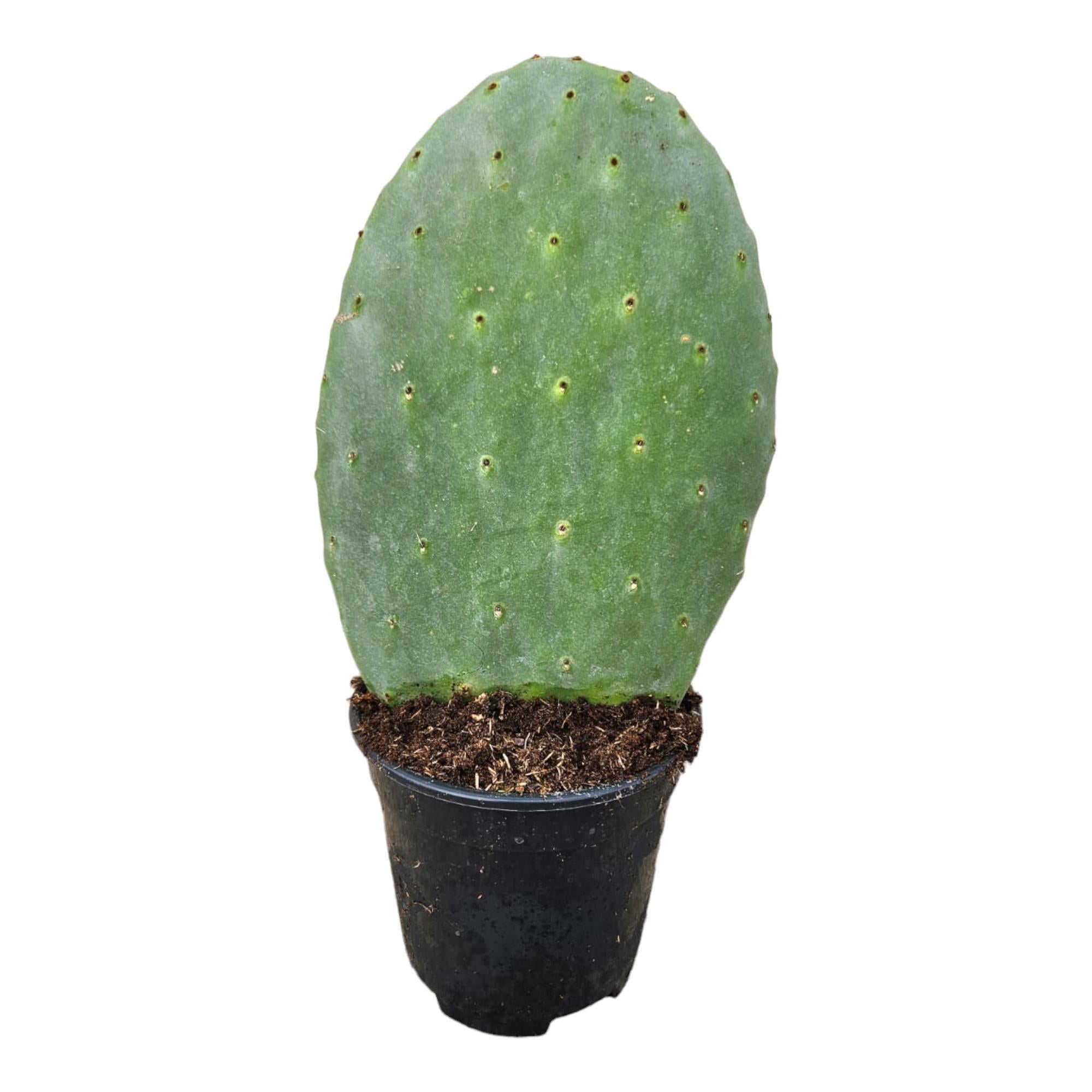 Opuntia Kakteen