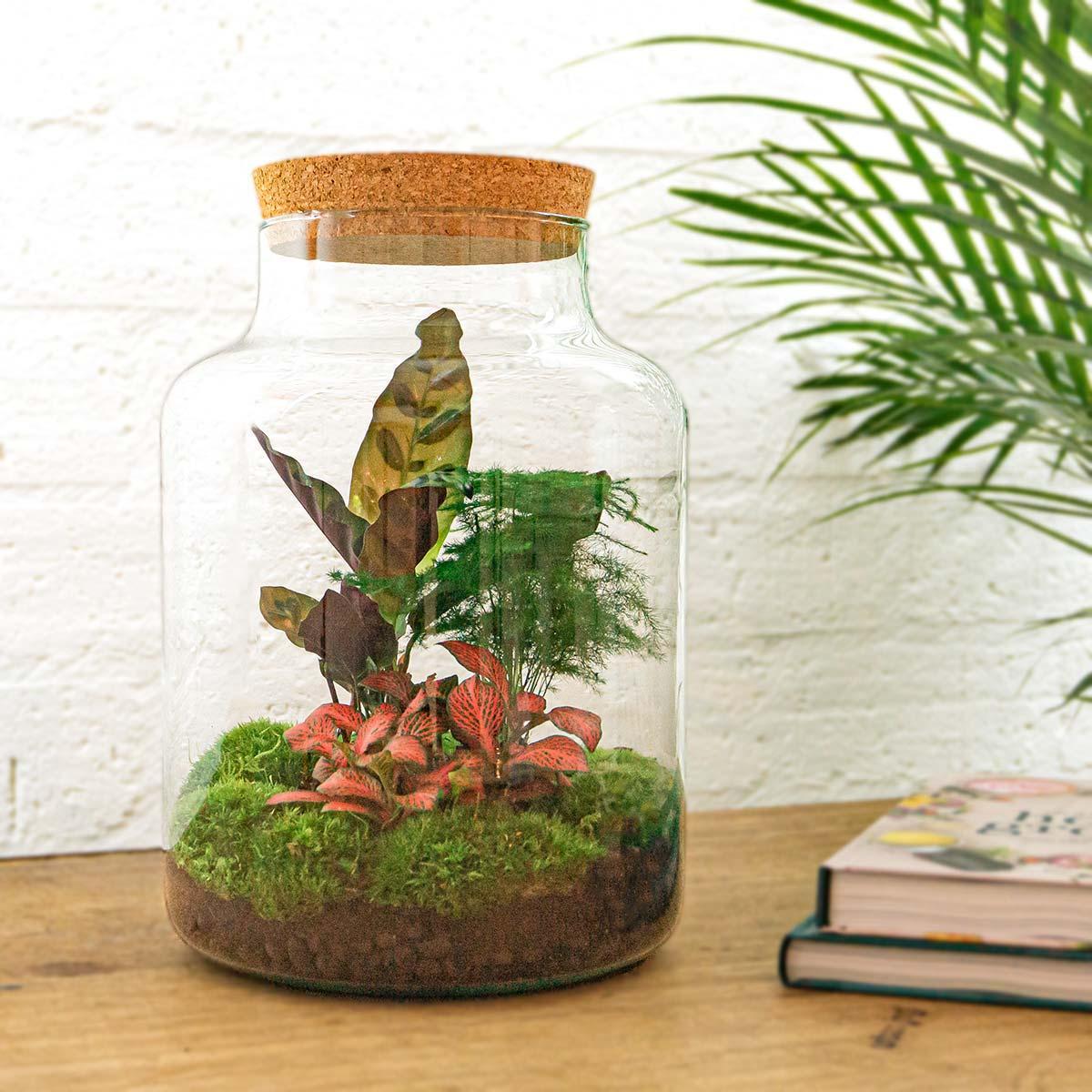 Pflanzen Glass Terrarium - Milky Calathea