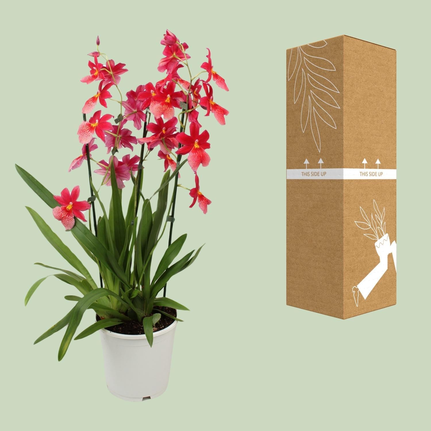 Cambria Orchidee bestellen