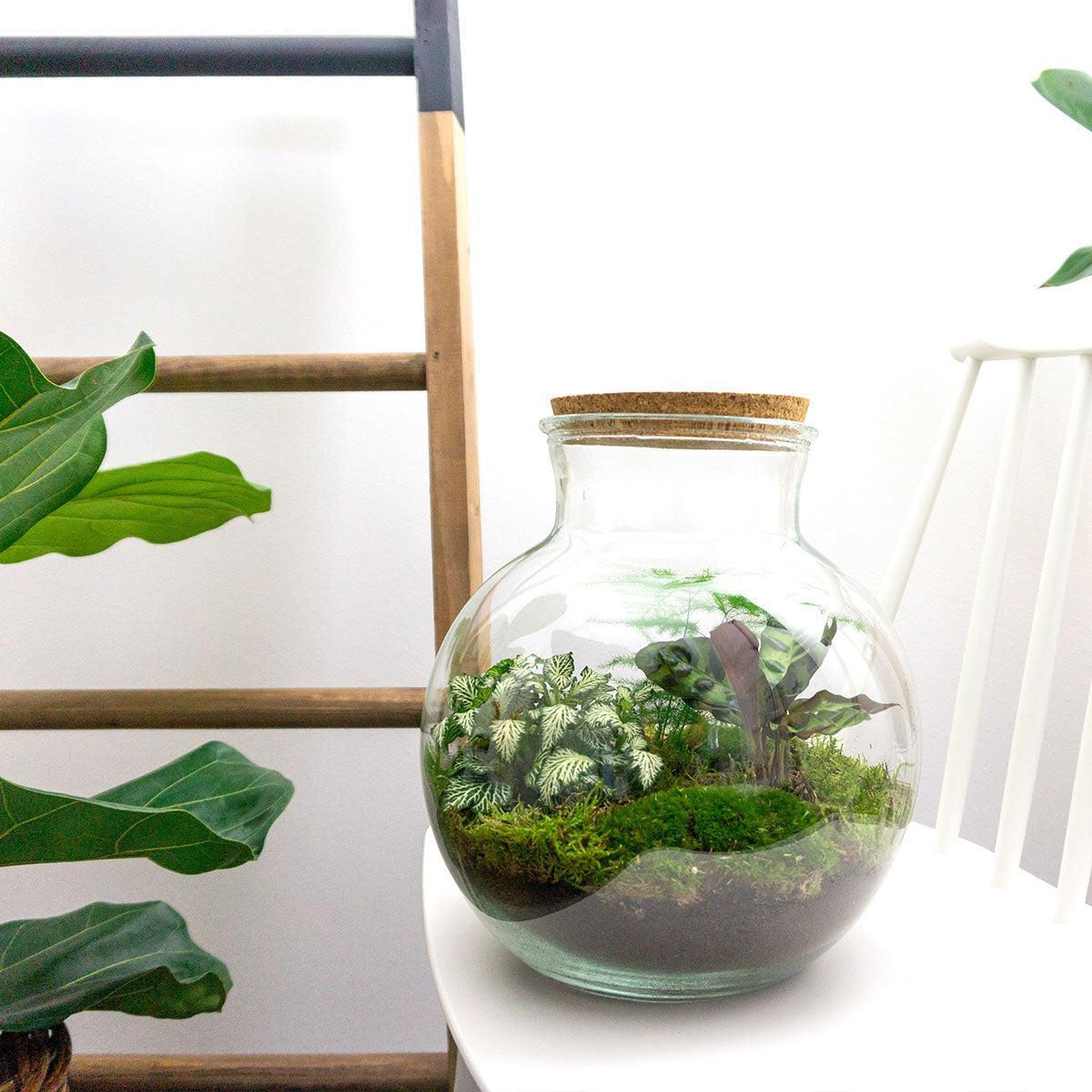 Terrarium - Teddy online kaufen