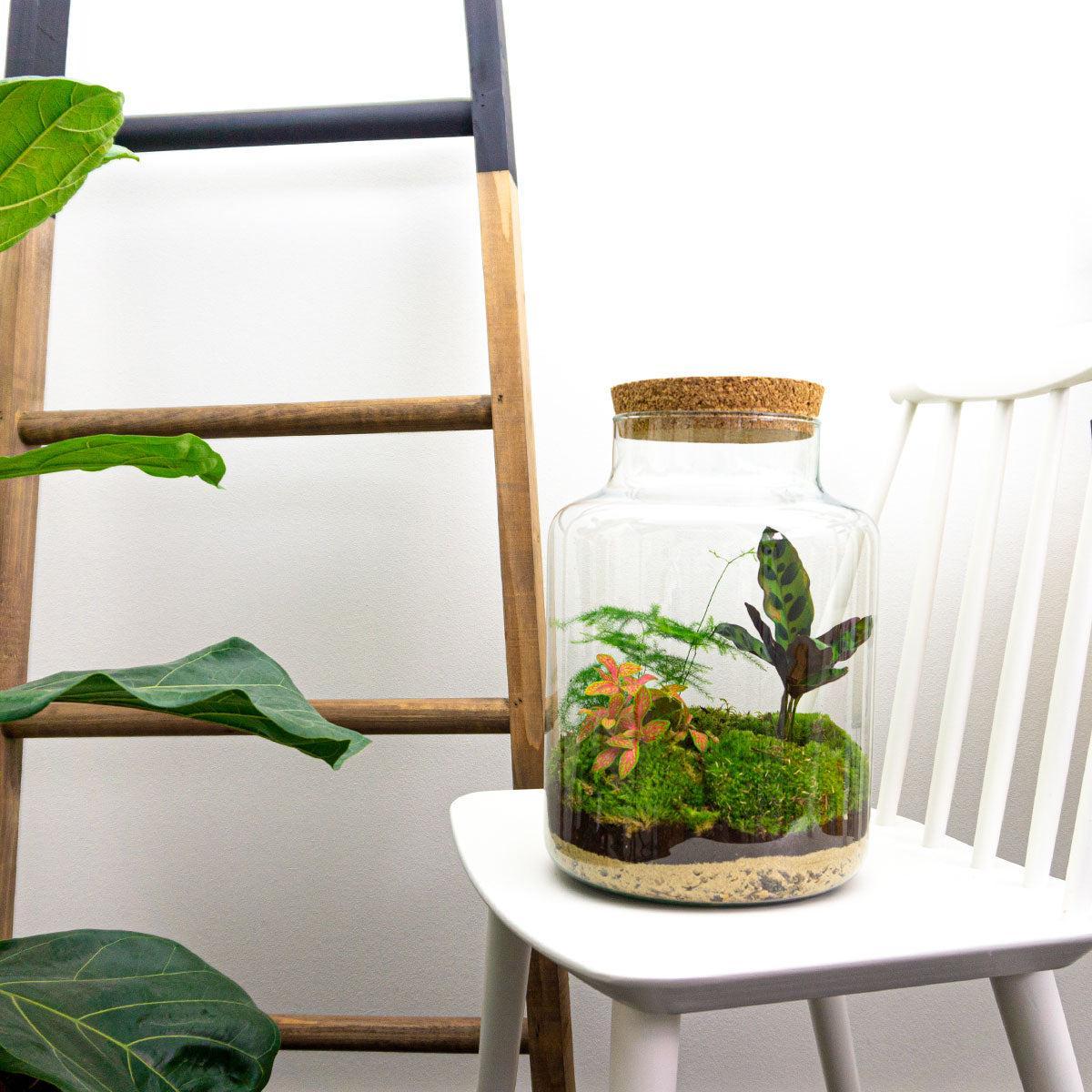 Pflanzen Glass Terrarium - Milky bestellen
