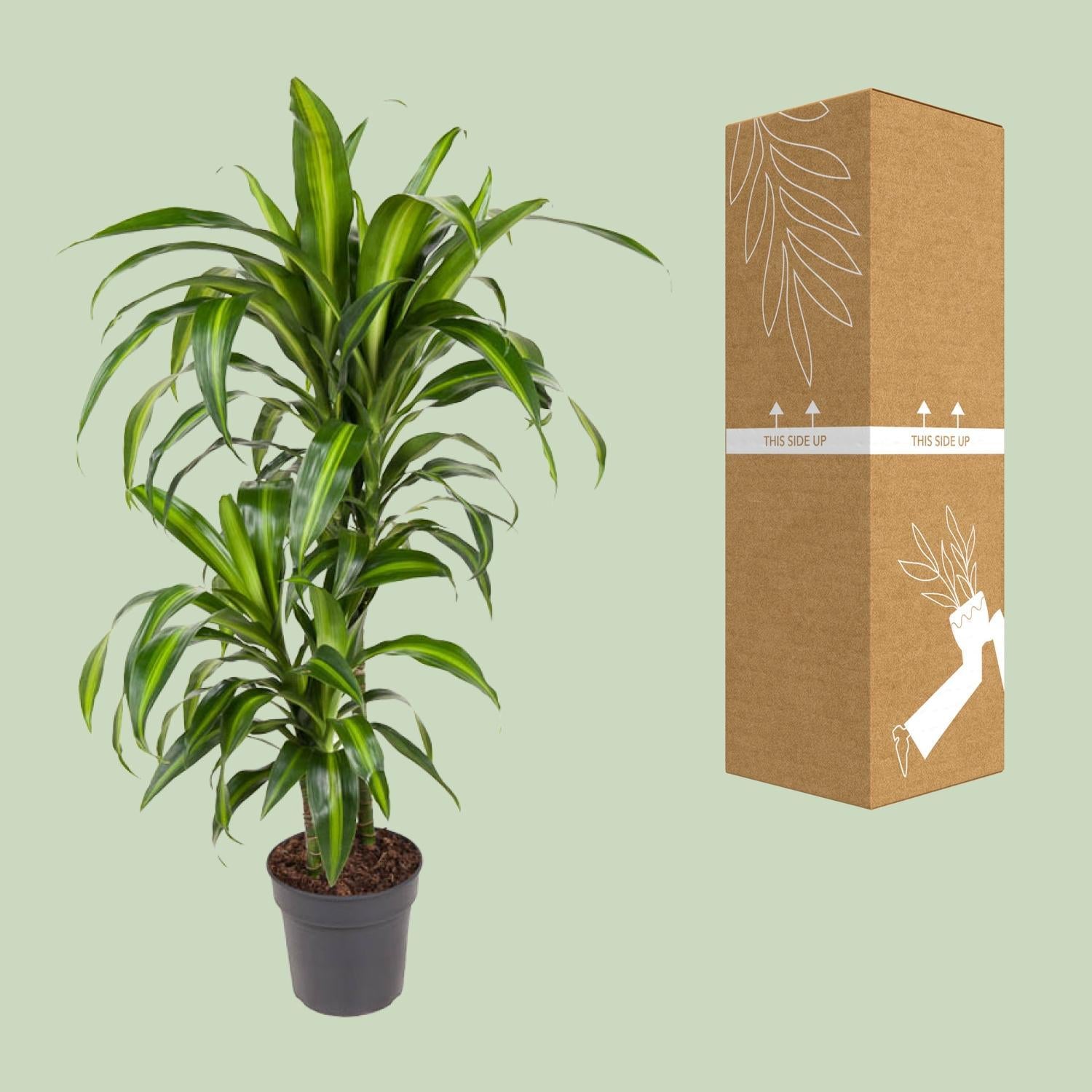 Dracaena Hawaiiana online kaufen