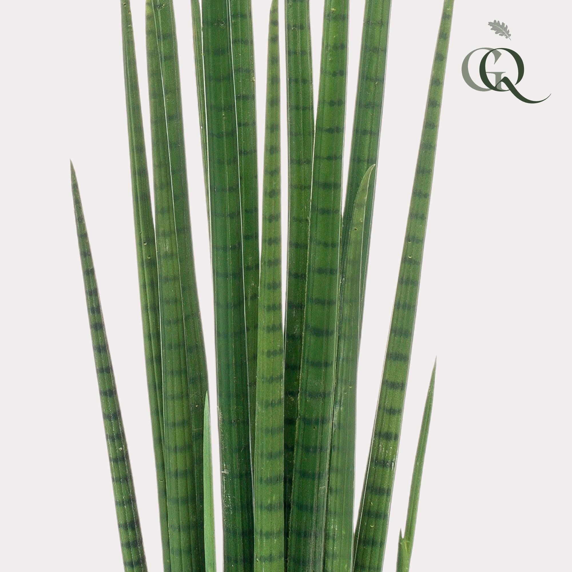 Kunstpflanze Sansevieria Cylindrica bestellen