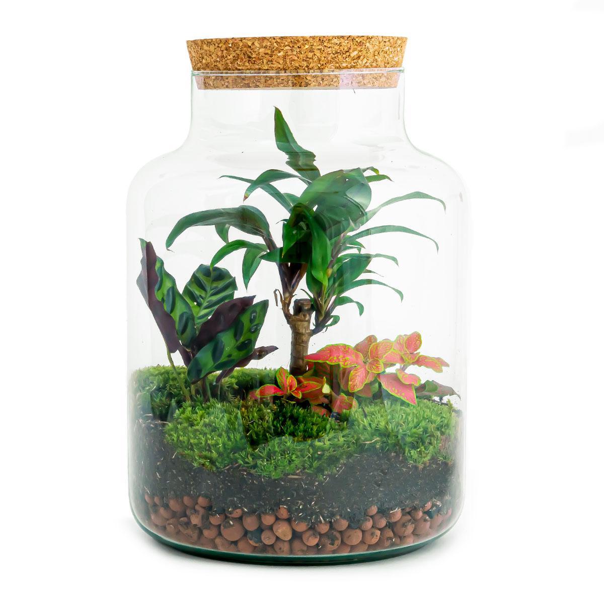 Pflanze Terrarium Palme Kaufen