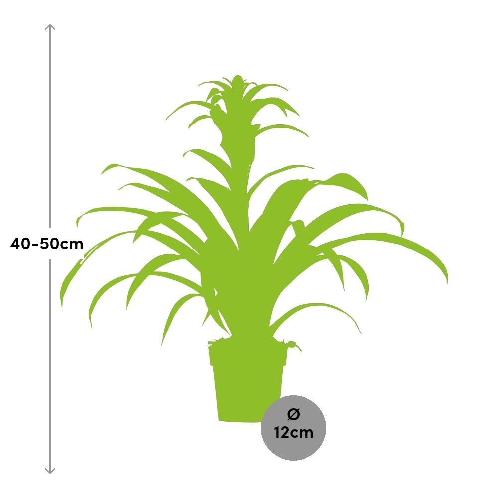 Guzmania Nextara