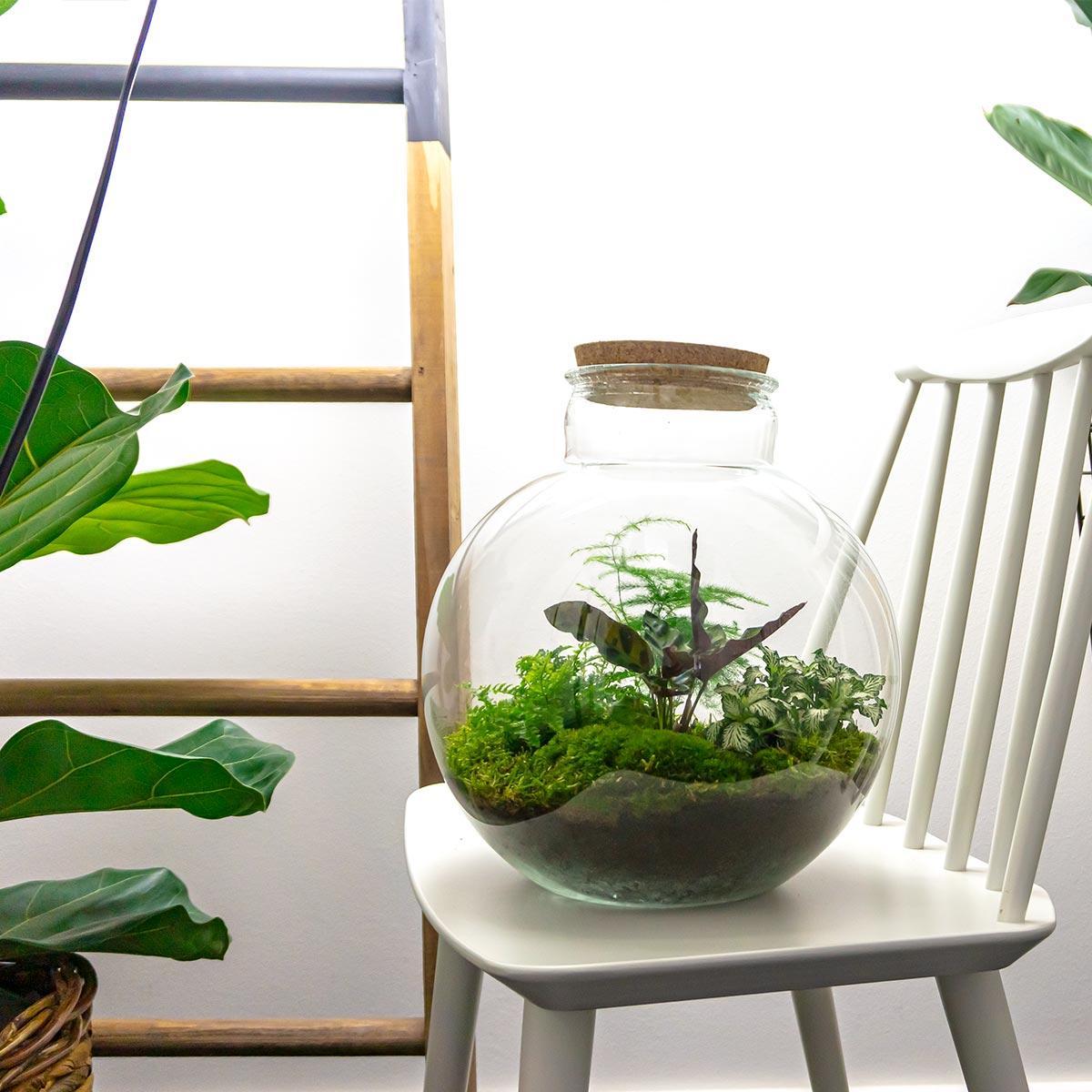 Terrarium - Bolder Bob Große Glass