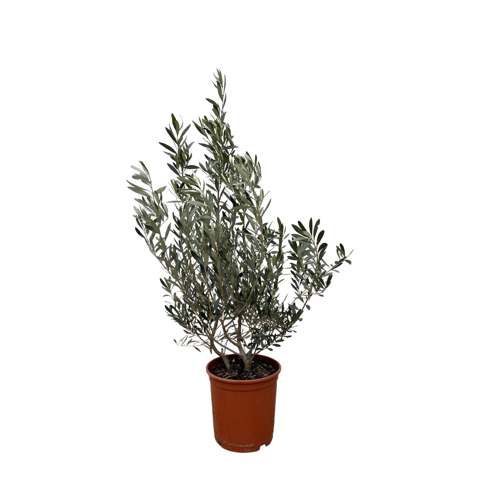 Olea Europaea Strauch kaufen