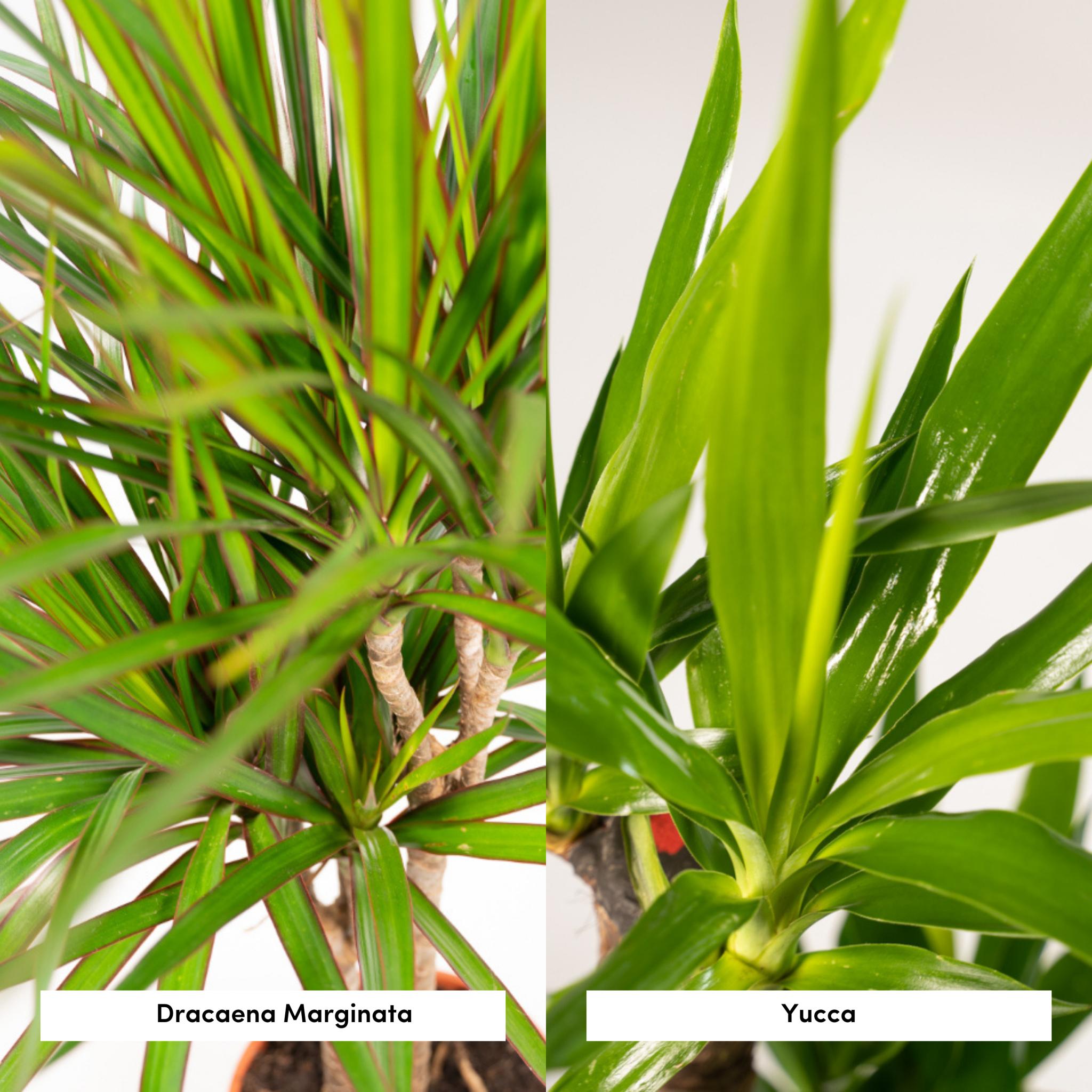 Duo Zimmerpflanzen Yucca + Dracaena
