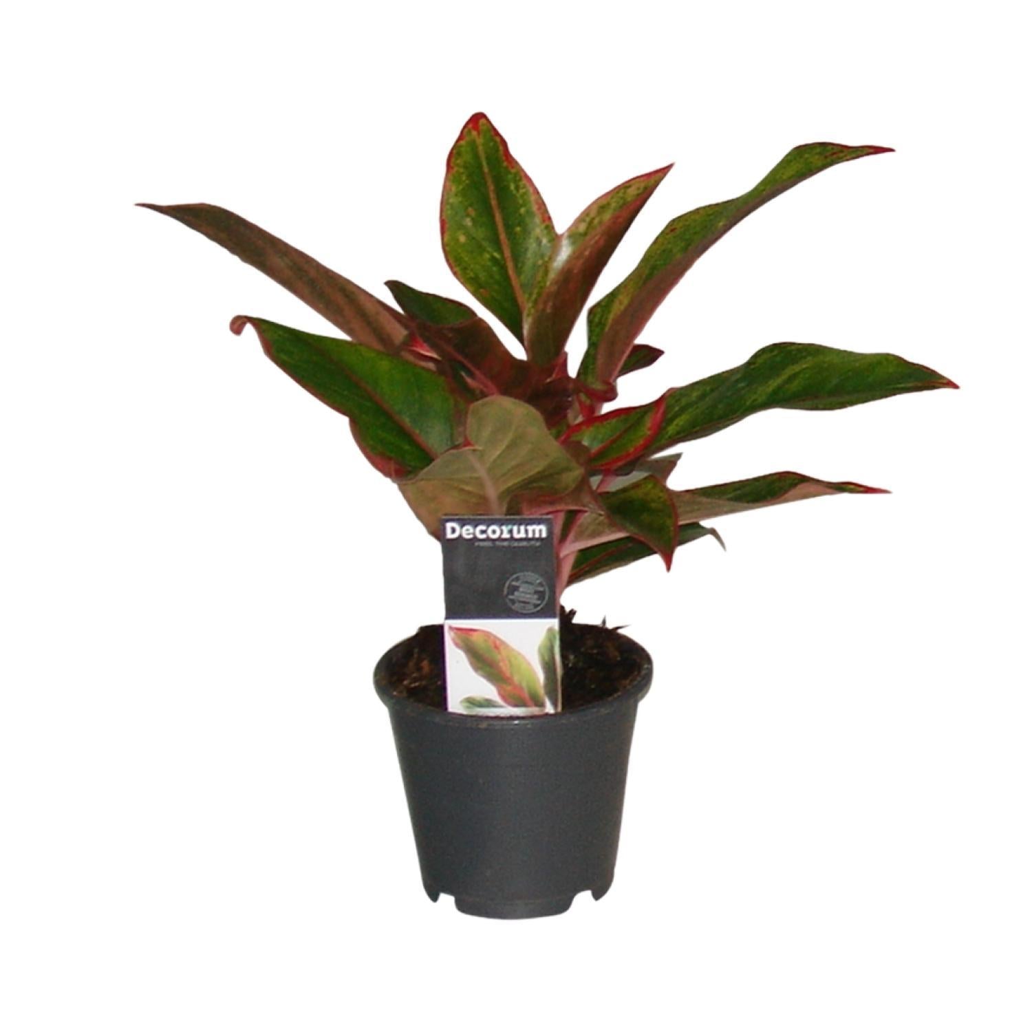 Aglaonema Crete