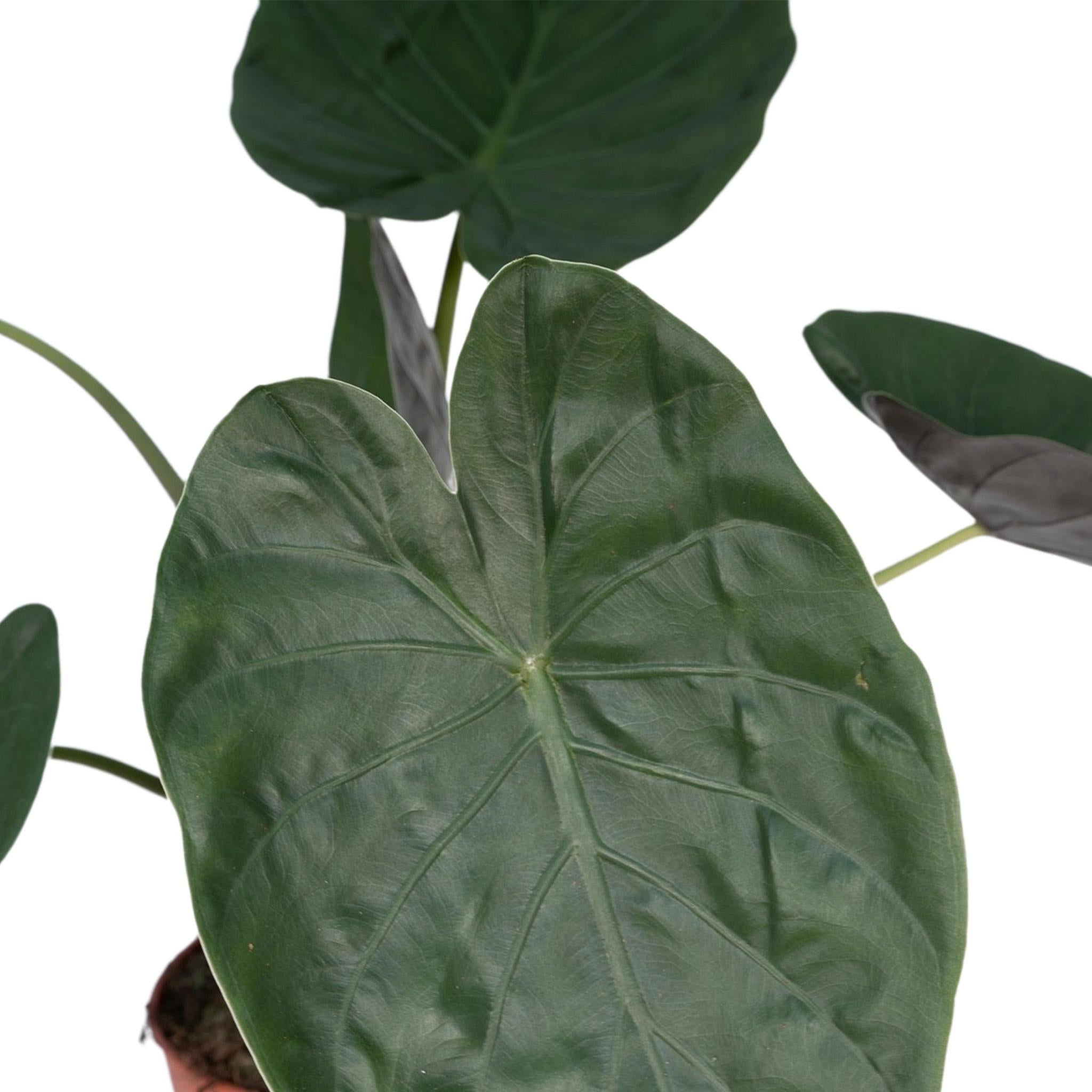 Alocasia Wentii Blätter