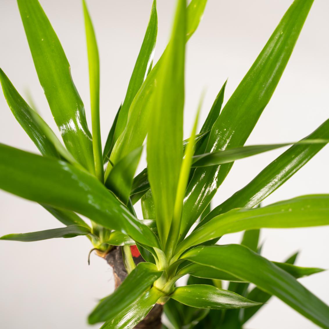 Yucca mit Pflanzgefäß aus Weide blätter
