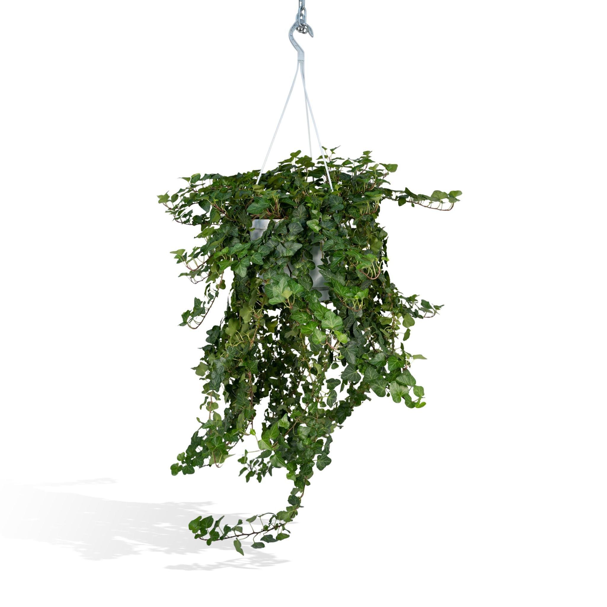 Hedera Helix Wonder XL kaufen