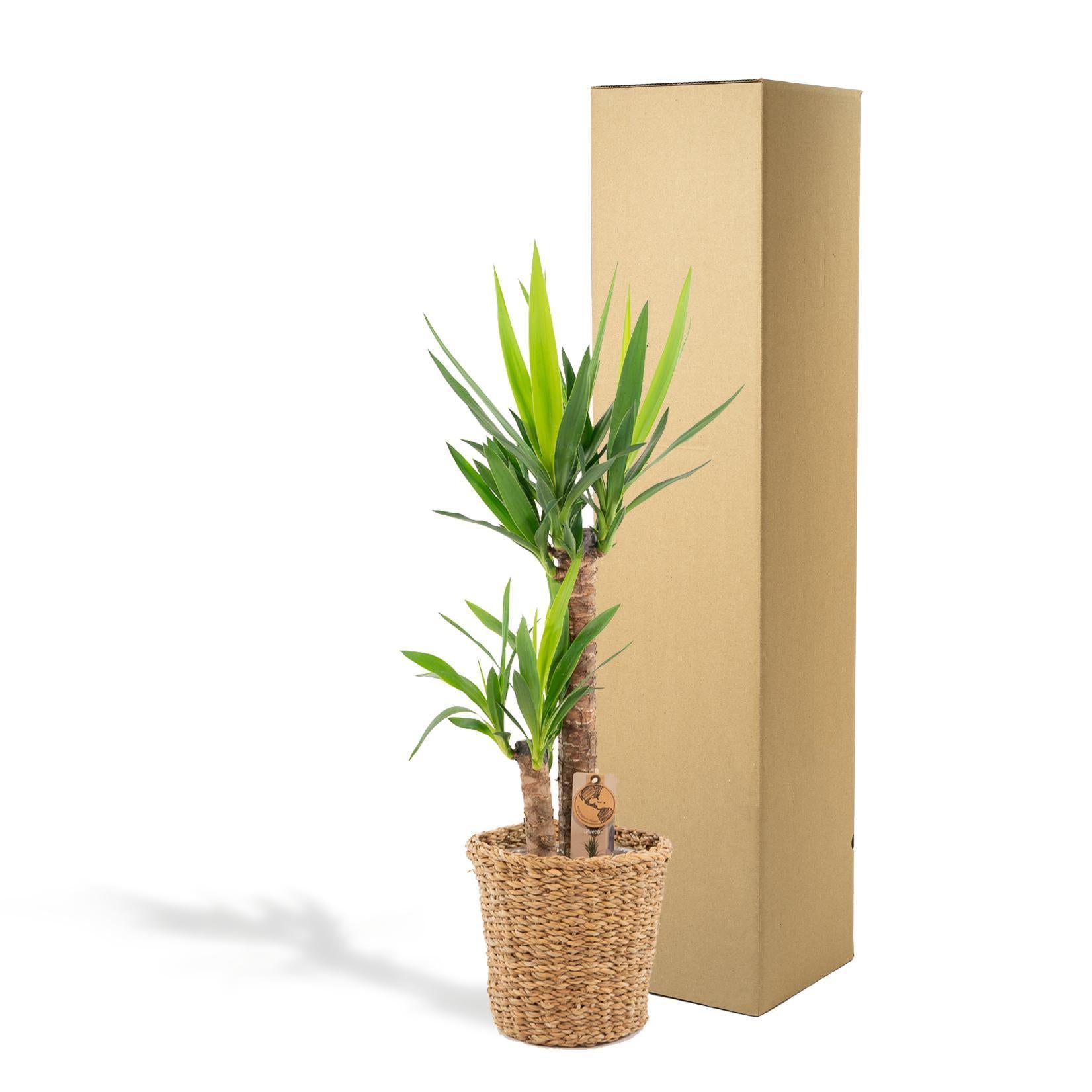 Yucca mit Pflanzgefäß aus Weide online kaufen