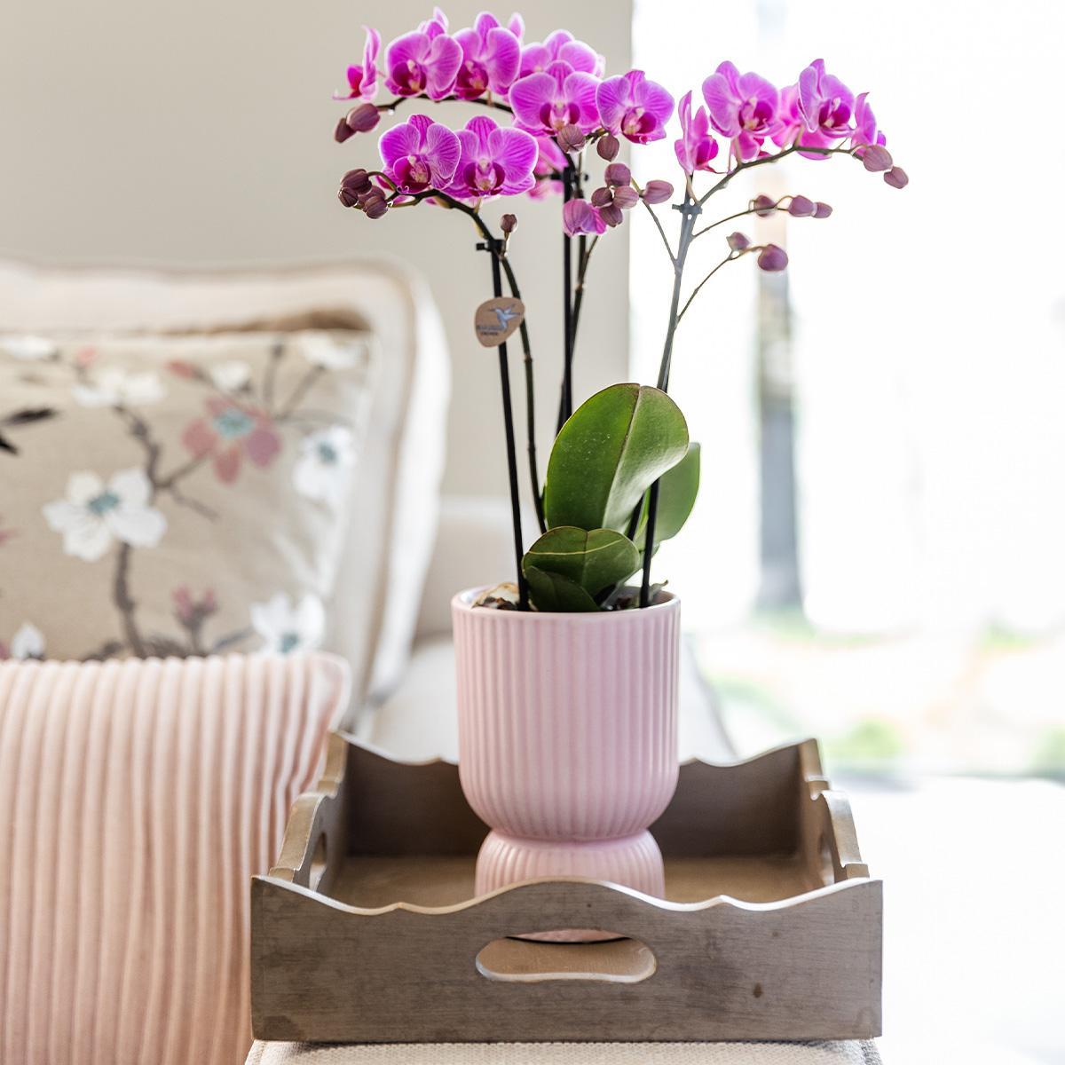 Elegante Diabolo Vase für Orchideen - Ø9cm